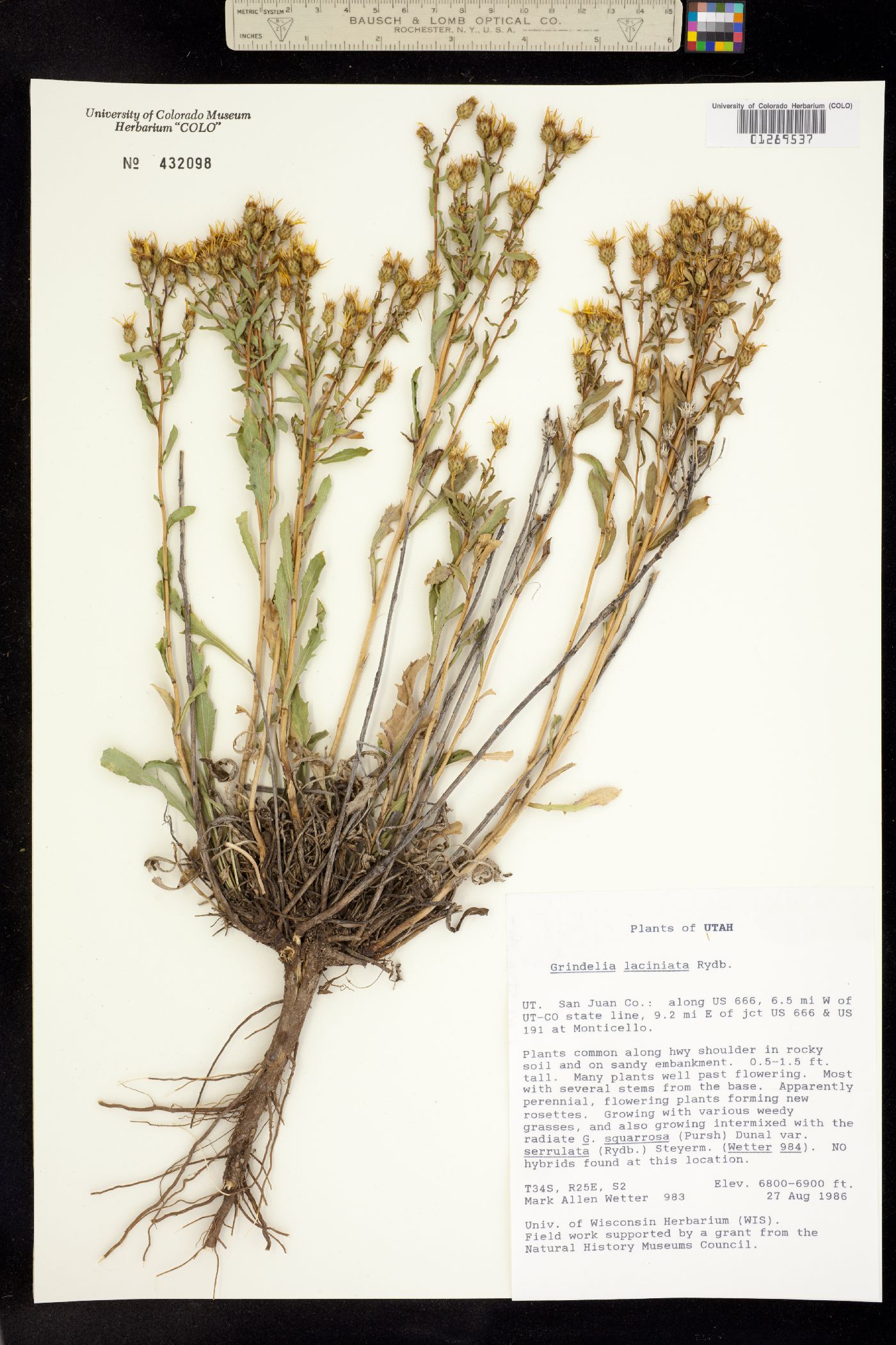 Grindelia arizonica image