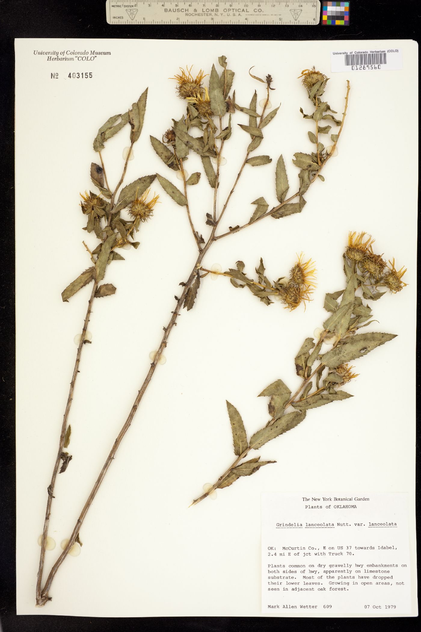 Grindelia lanceolata image