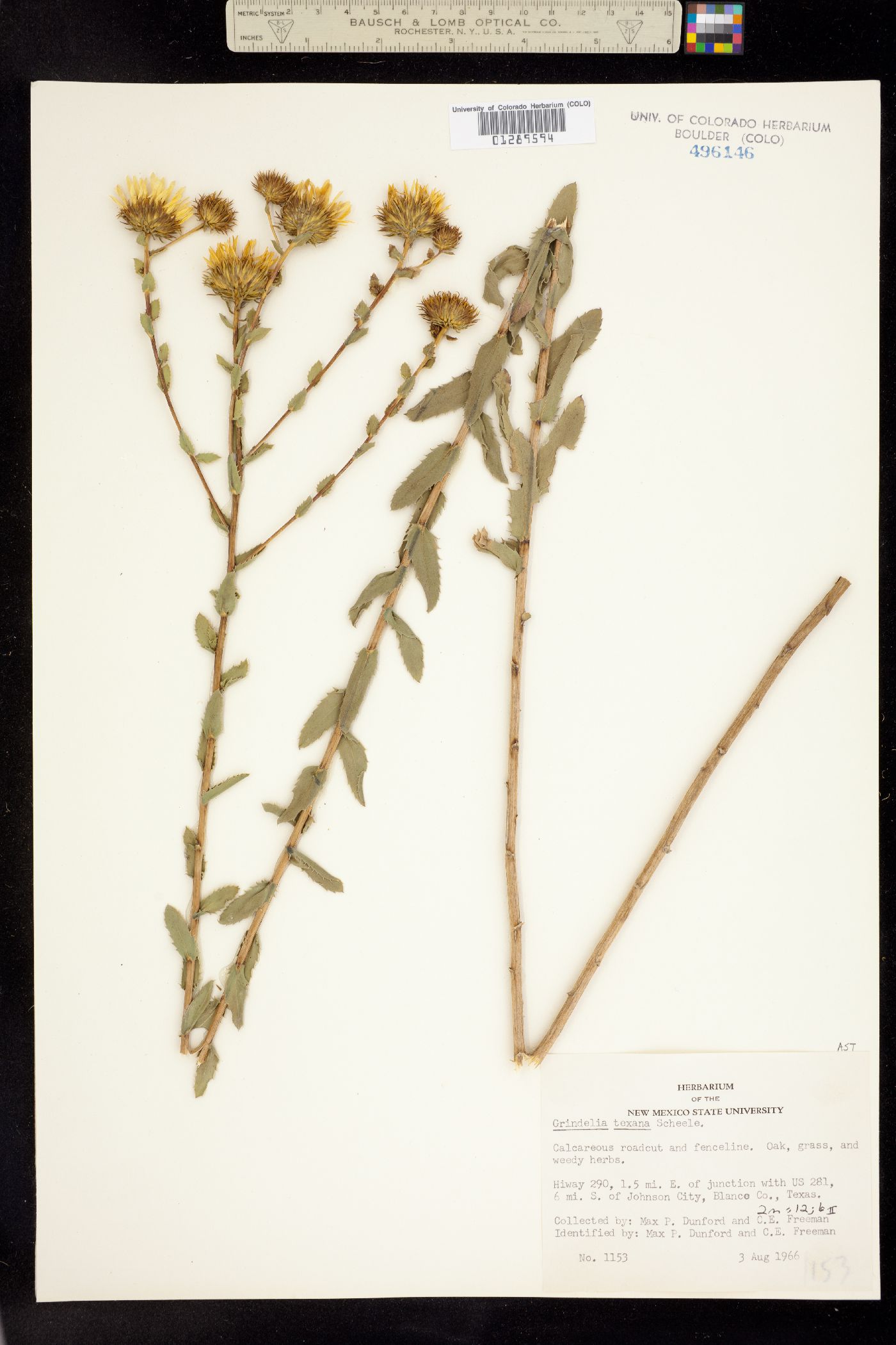 Grindelia lanceolata image