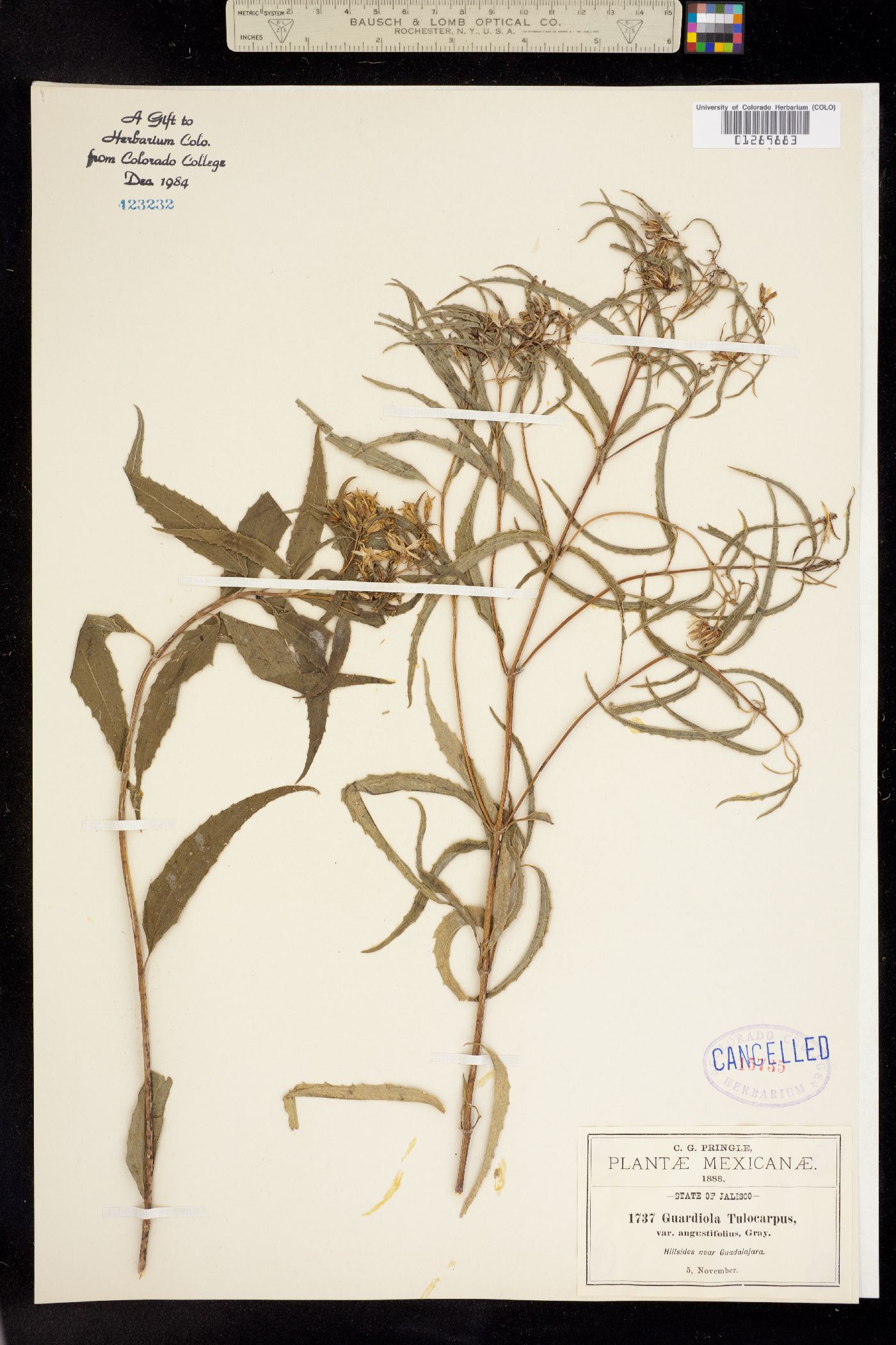 Guardiola tulocarpus image
