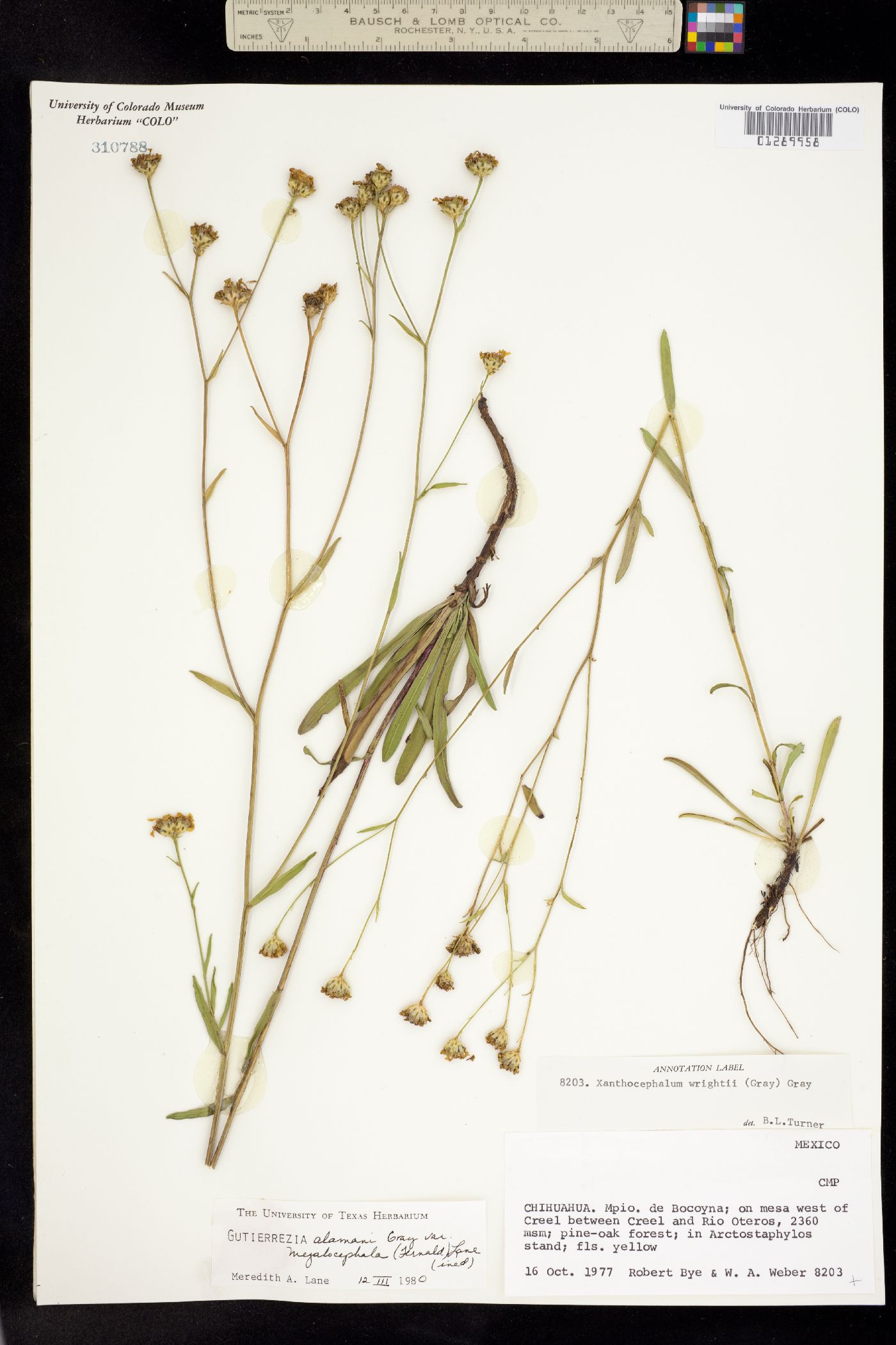 Gutierrezia alamani image