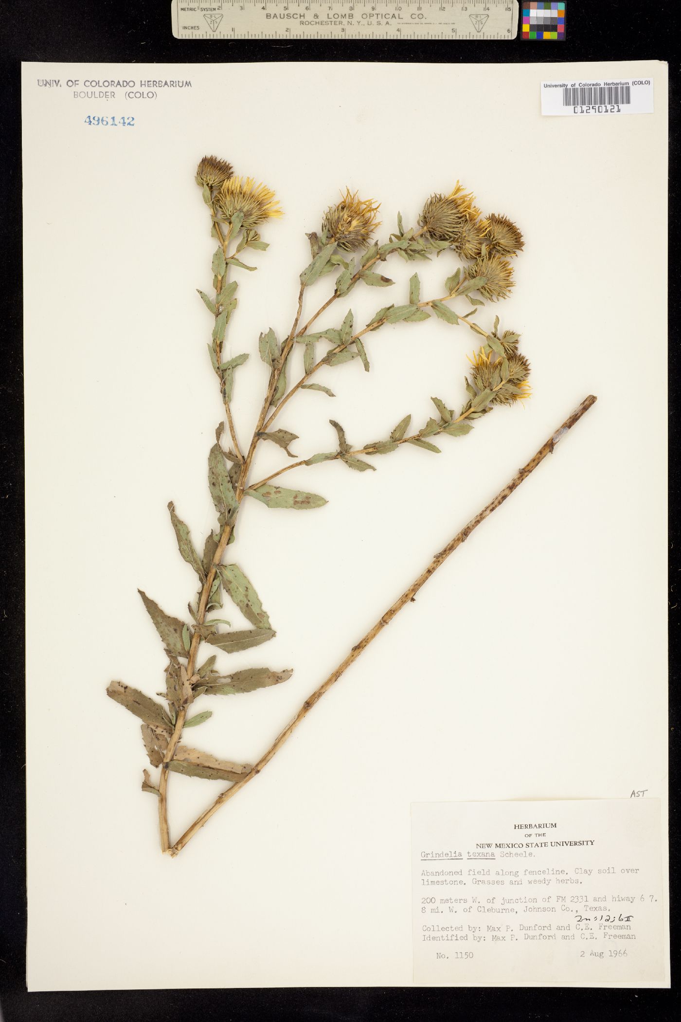 Grindelia lanceolata image