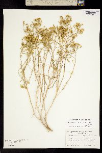 Gutierrezia microcephala image