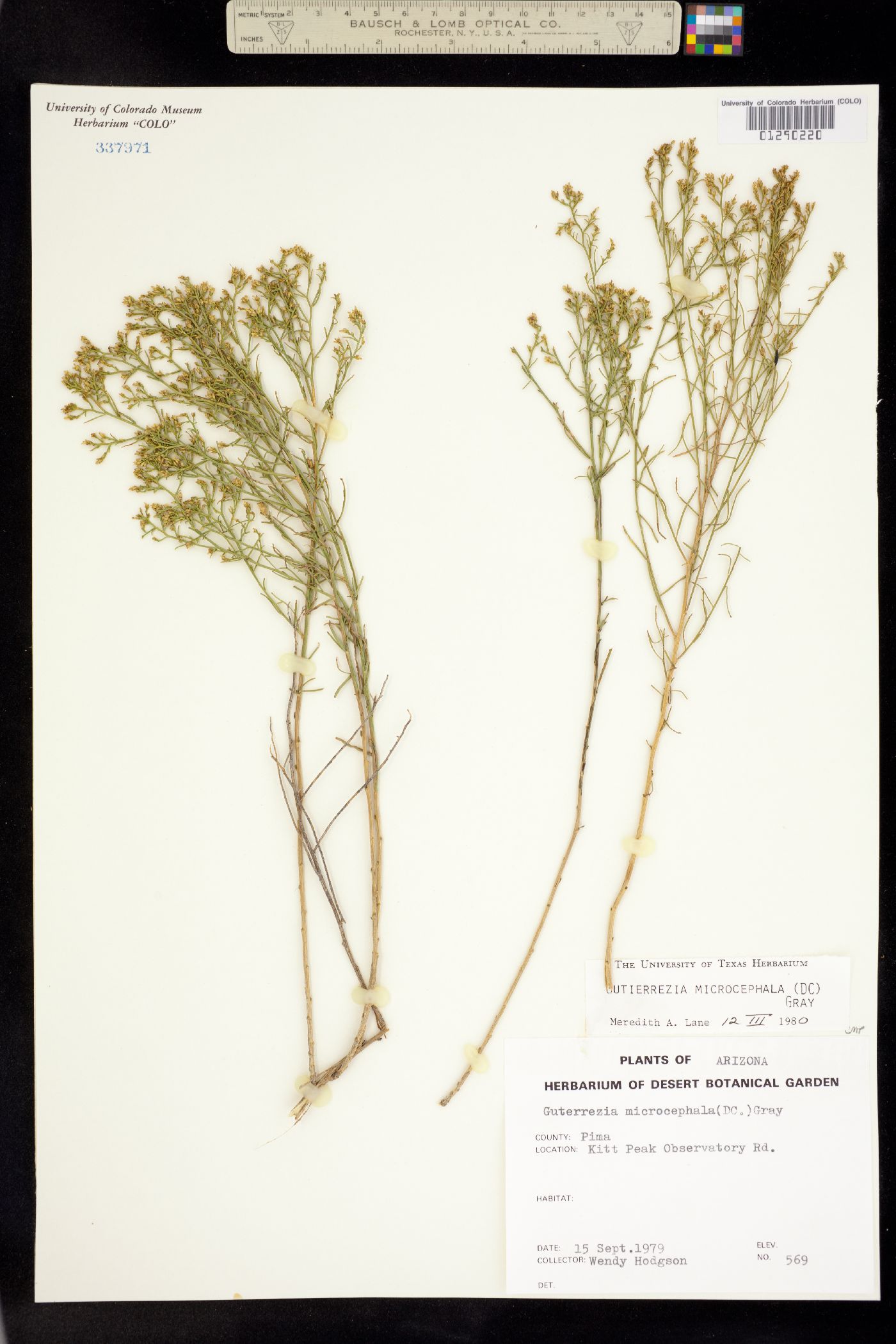 Gutierrezia microcephala image