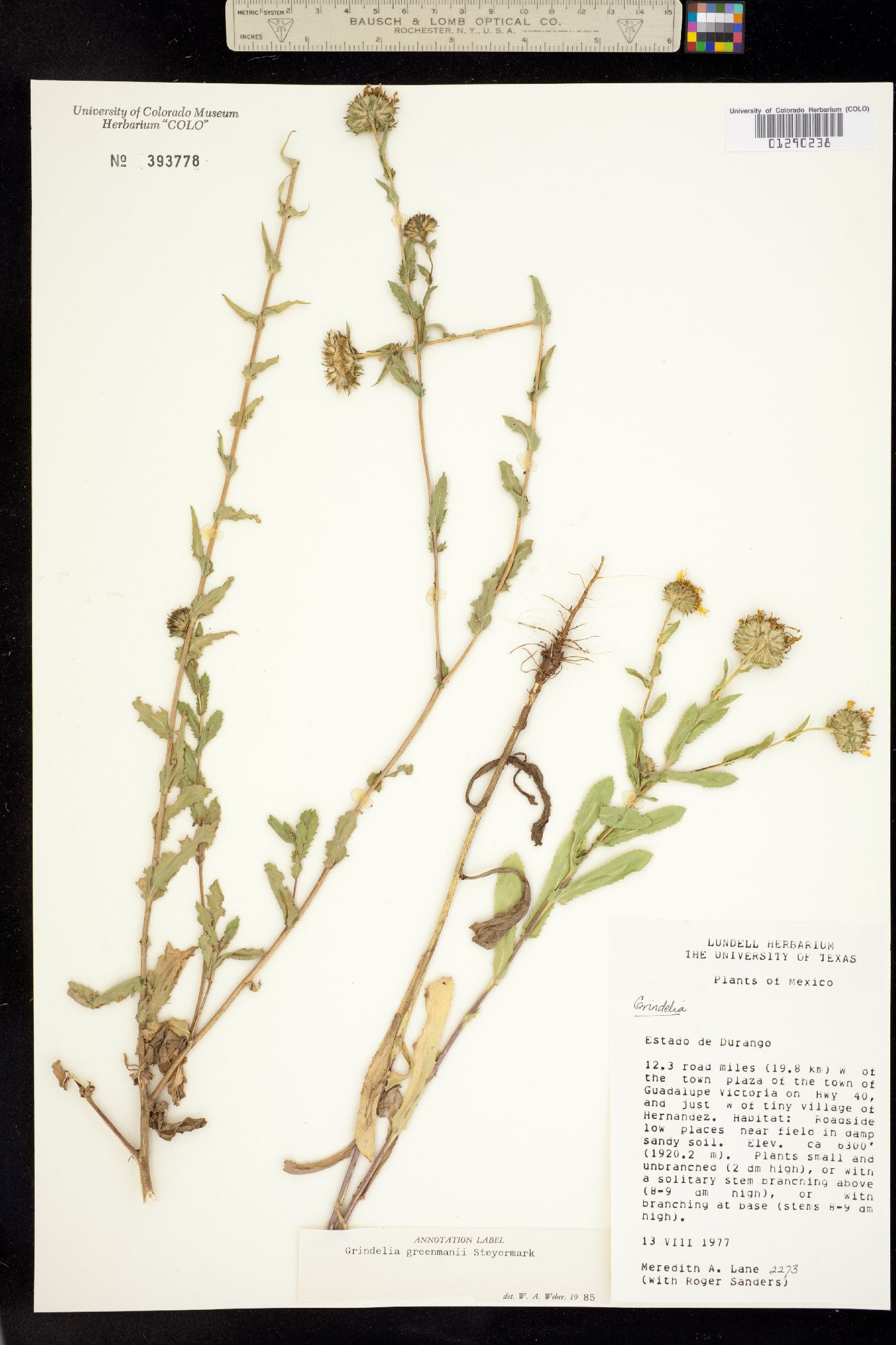 Grindelia greenmanii image