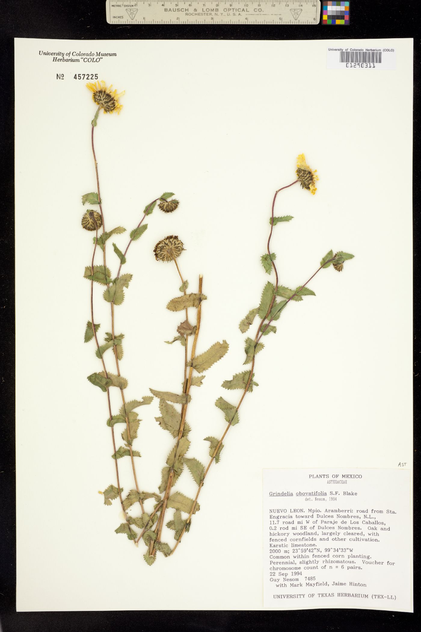 Grindelia obovatifolia image