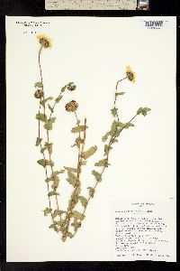 Grindelia obovatifolia image