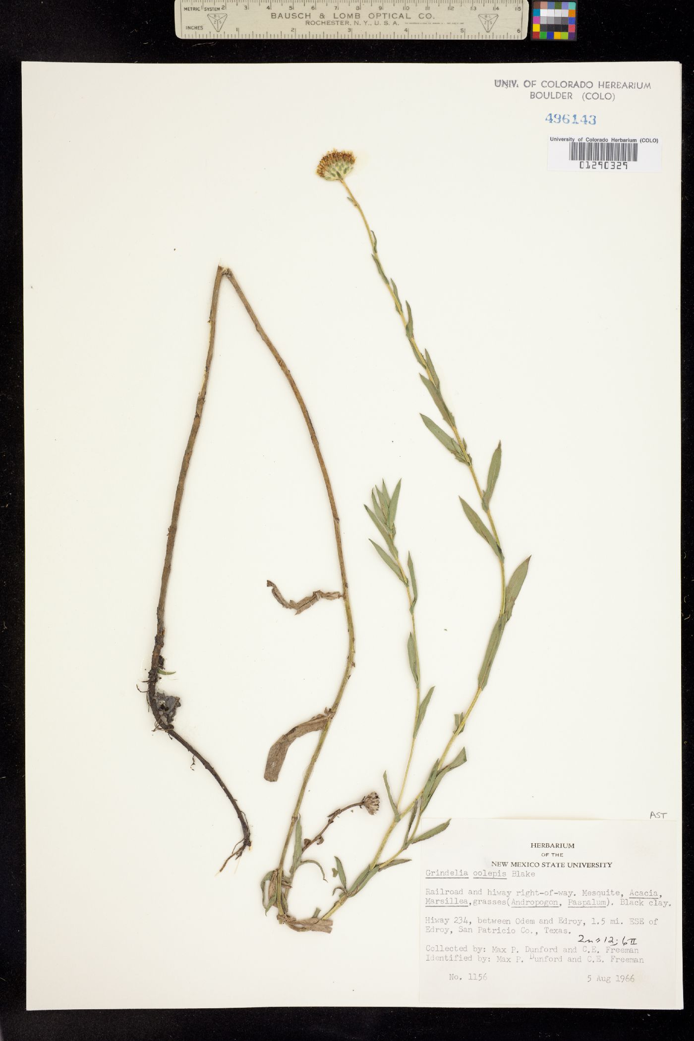 Grindelia oolepis image