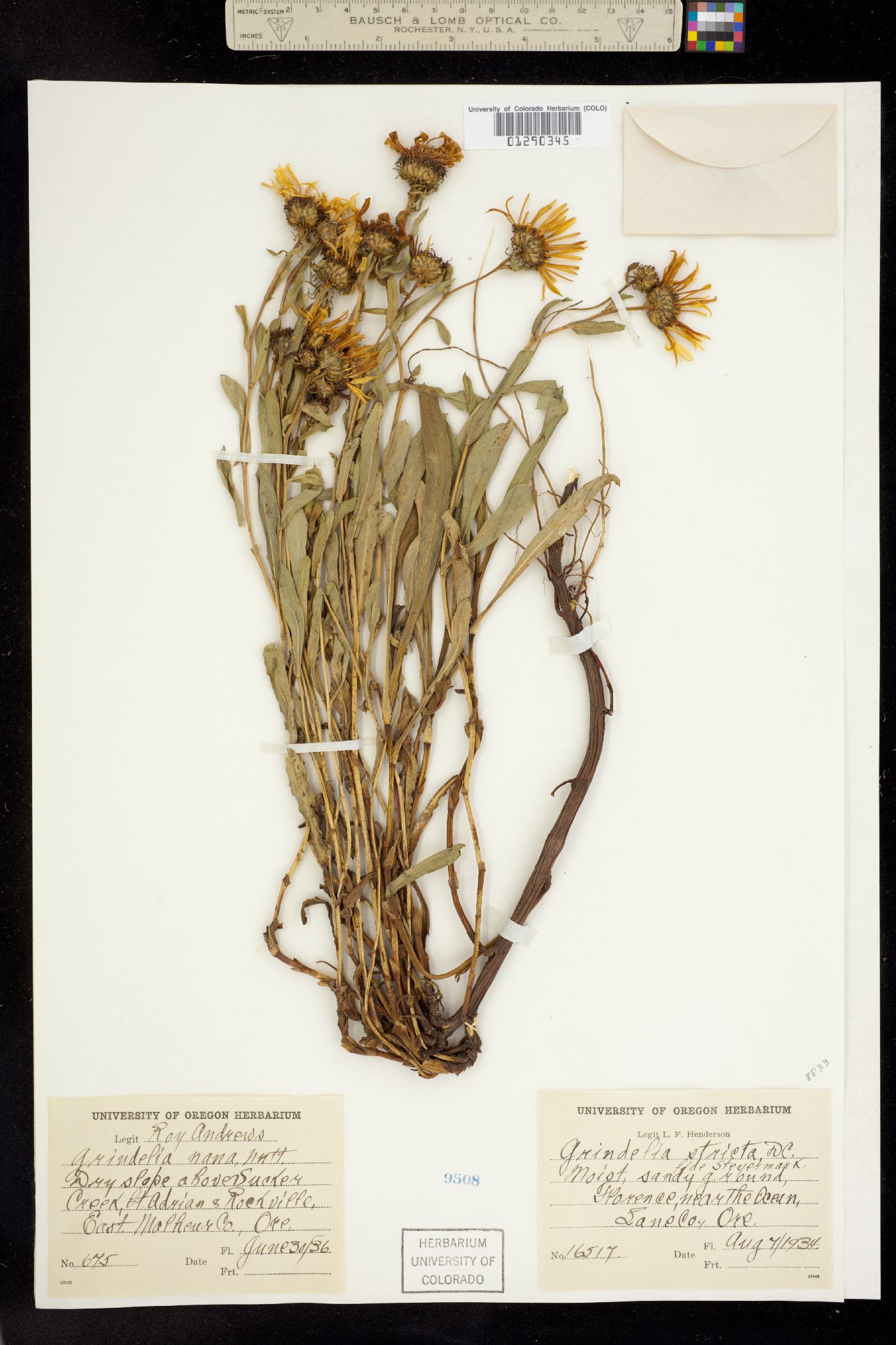 Grindelia hirsutula image