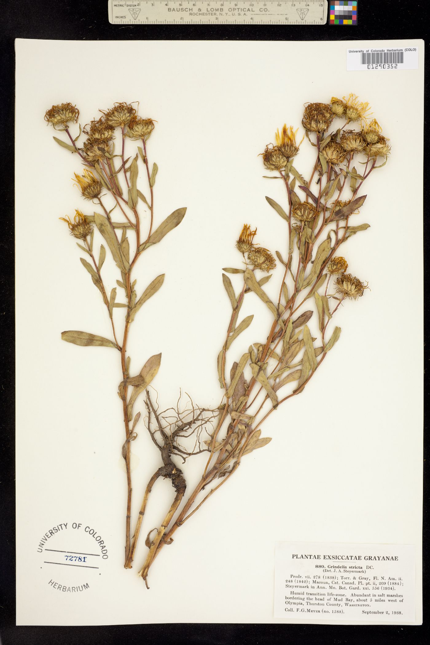 Grindelia hirsutula image