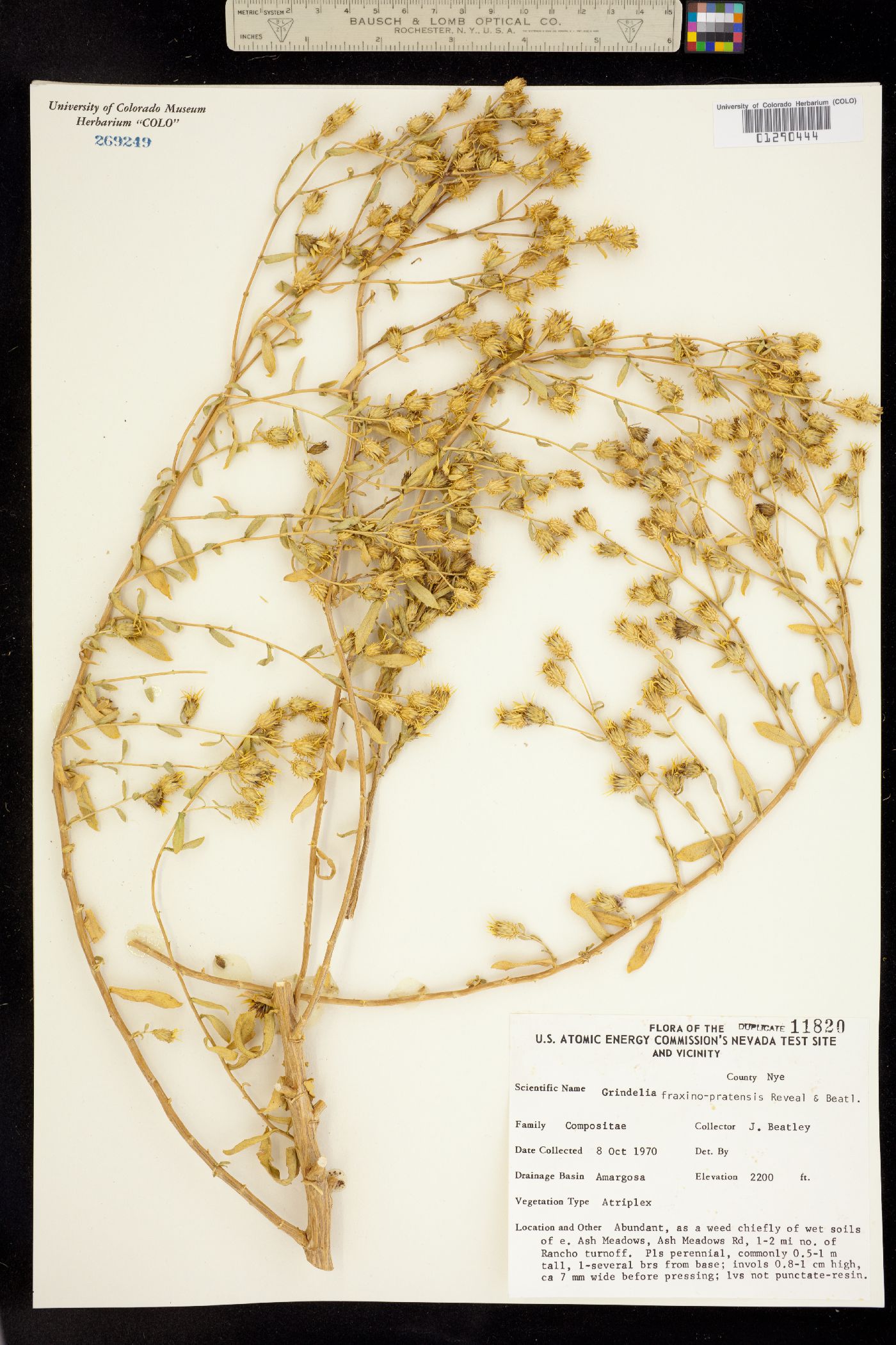 Grindelia fraxinipratensis image