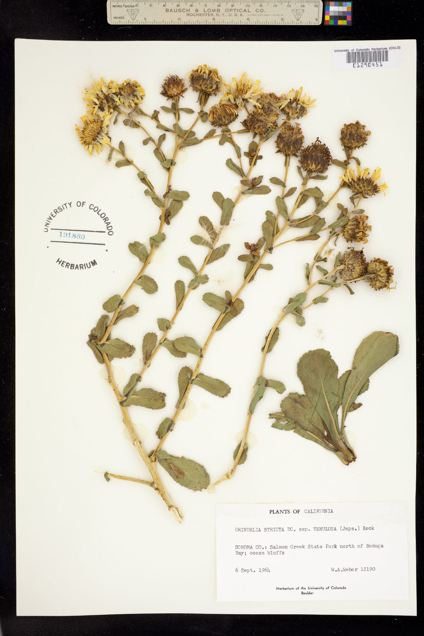 Grindelia hirsutula image