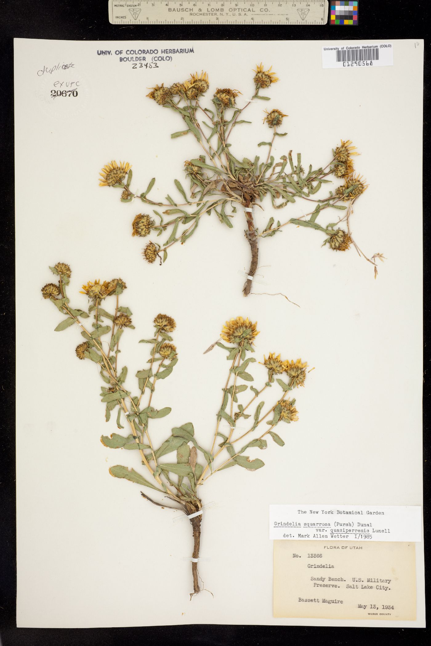 Grindelia squarrosa image