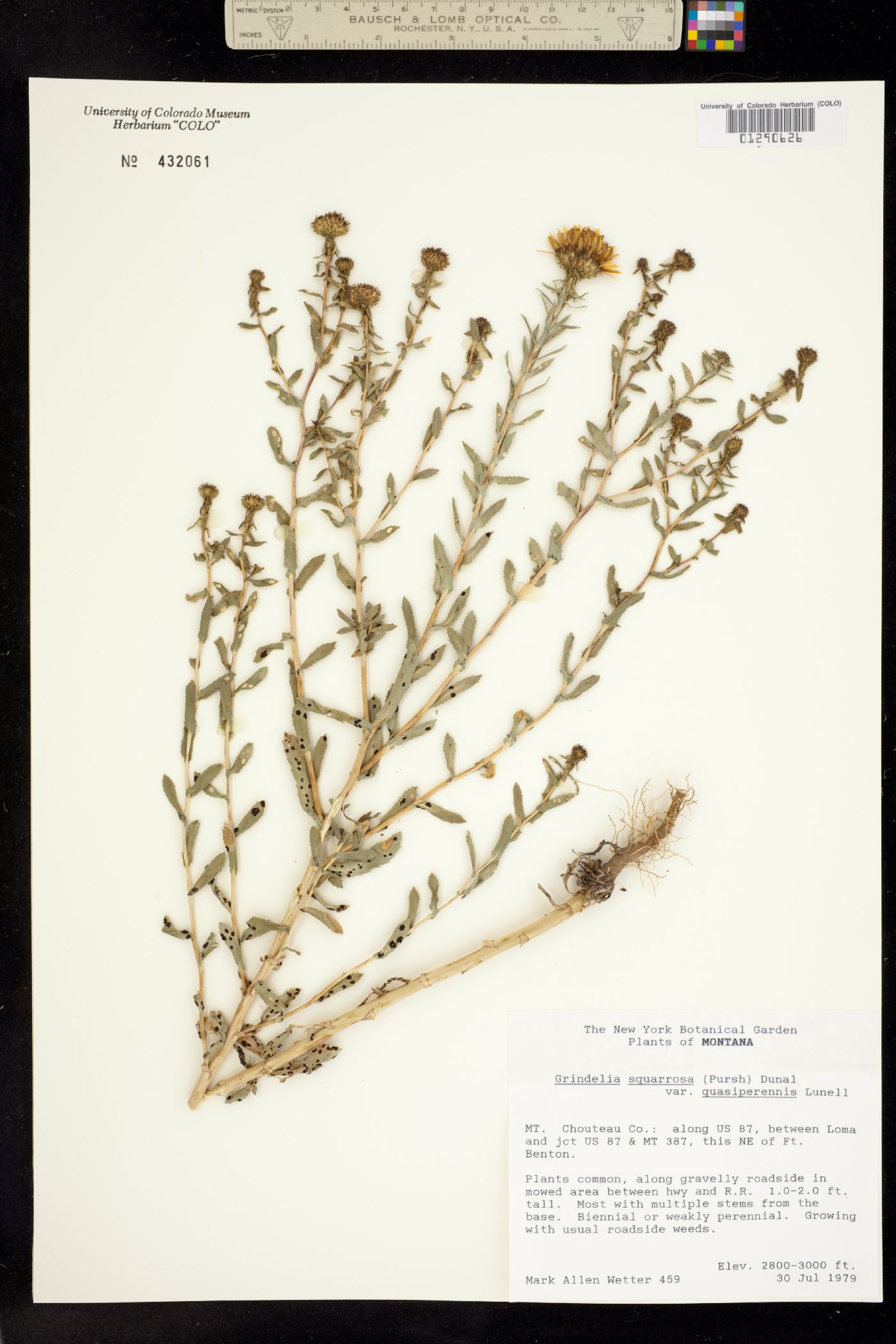 Grindelia image