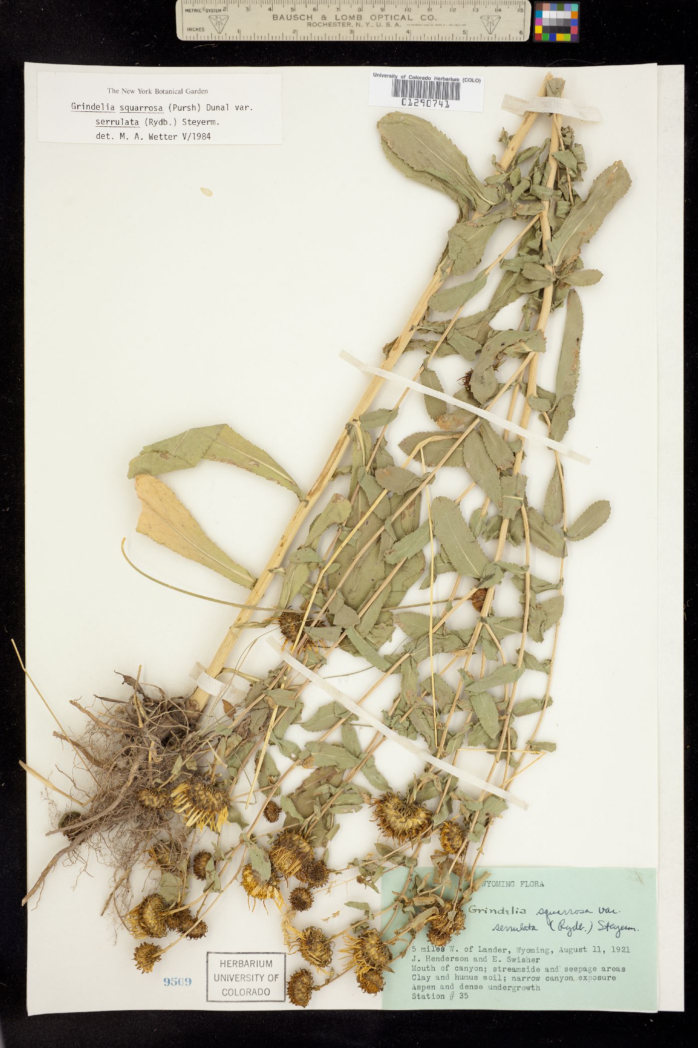 Grindelia squarrosa image