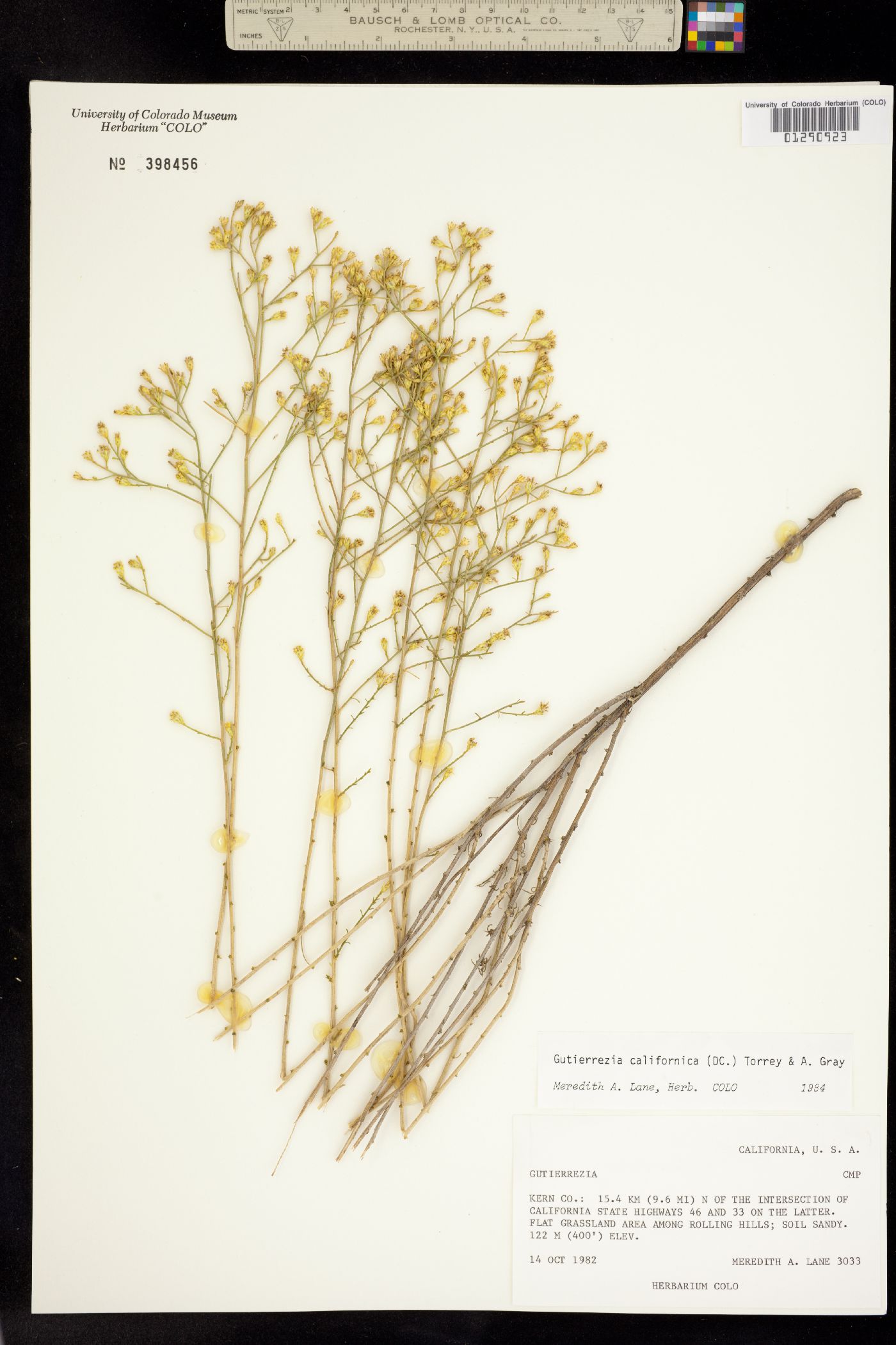 Gutierrezia californica image