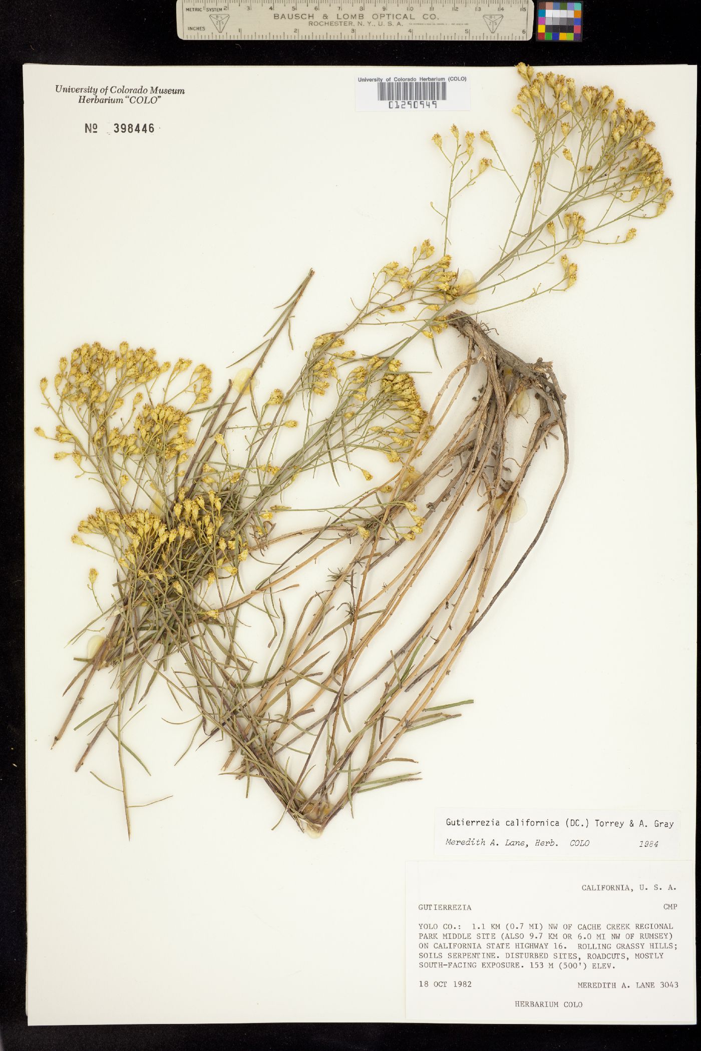 Gutierrezia californica image