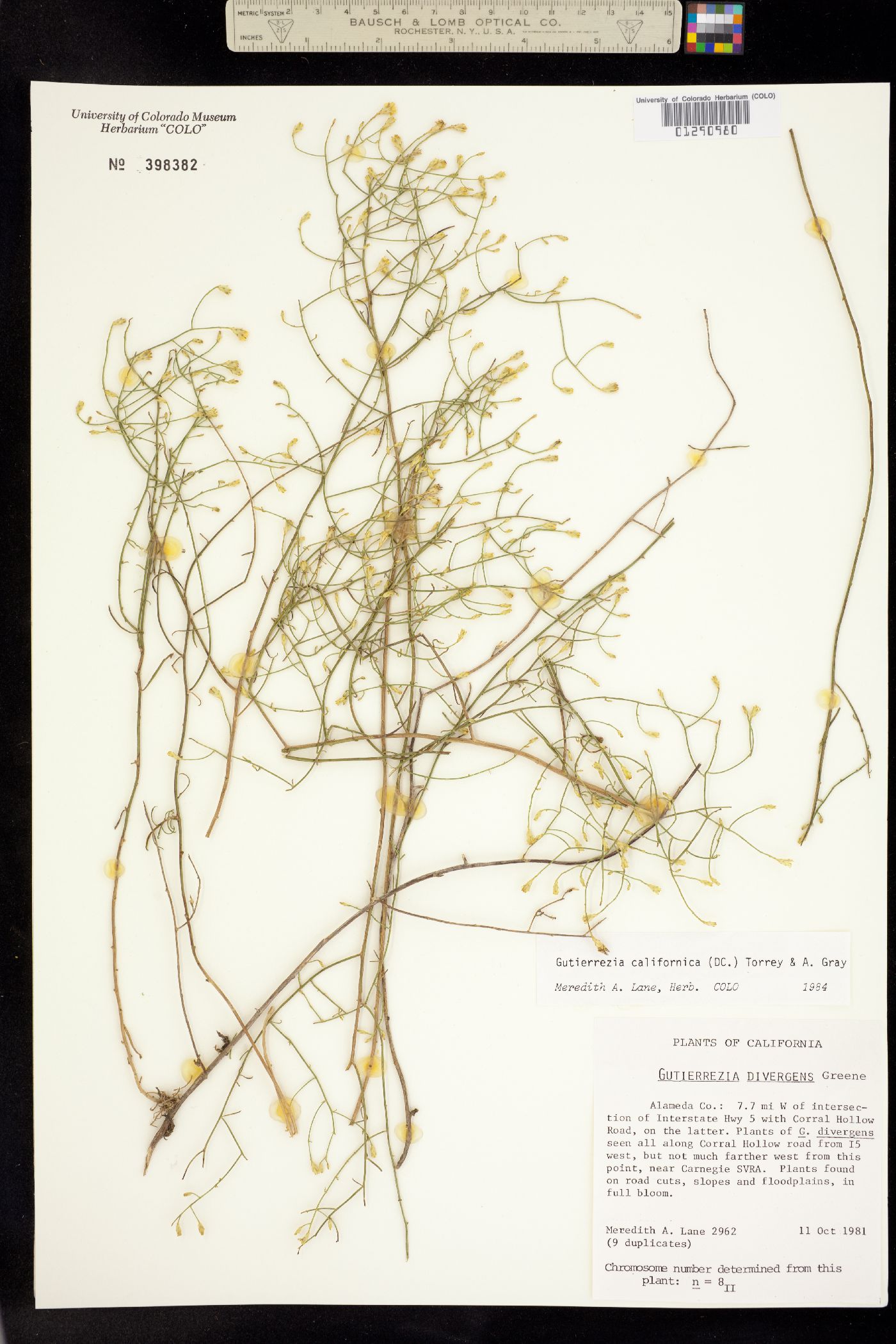 Gutierrezia californica image