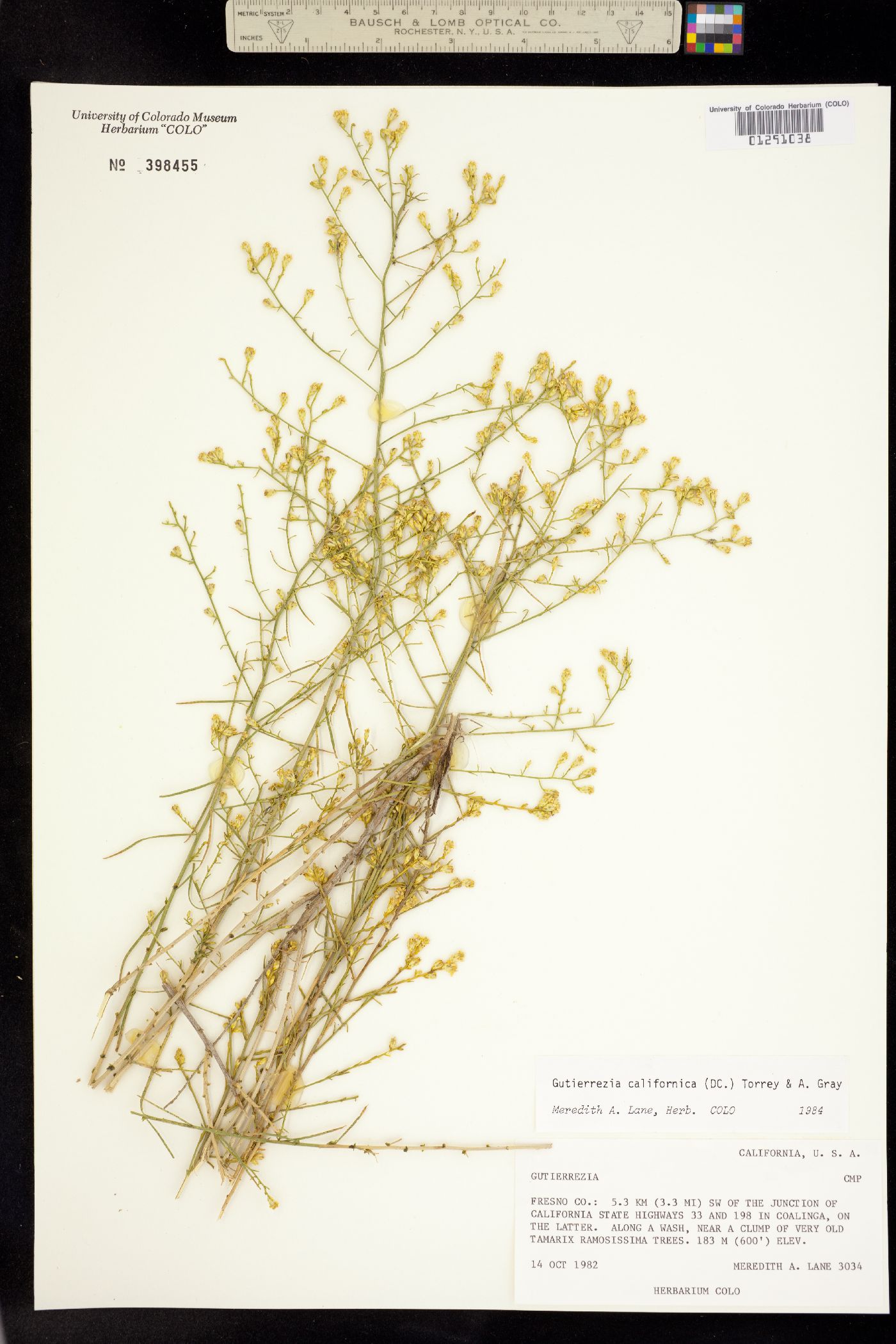 Gutierrezia californica image