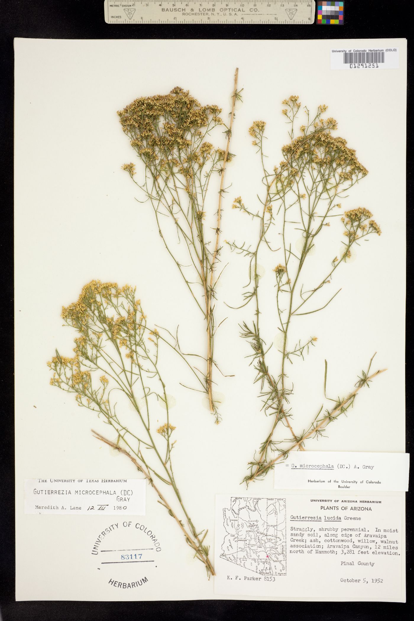 Gutierrezia microcephala image