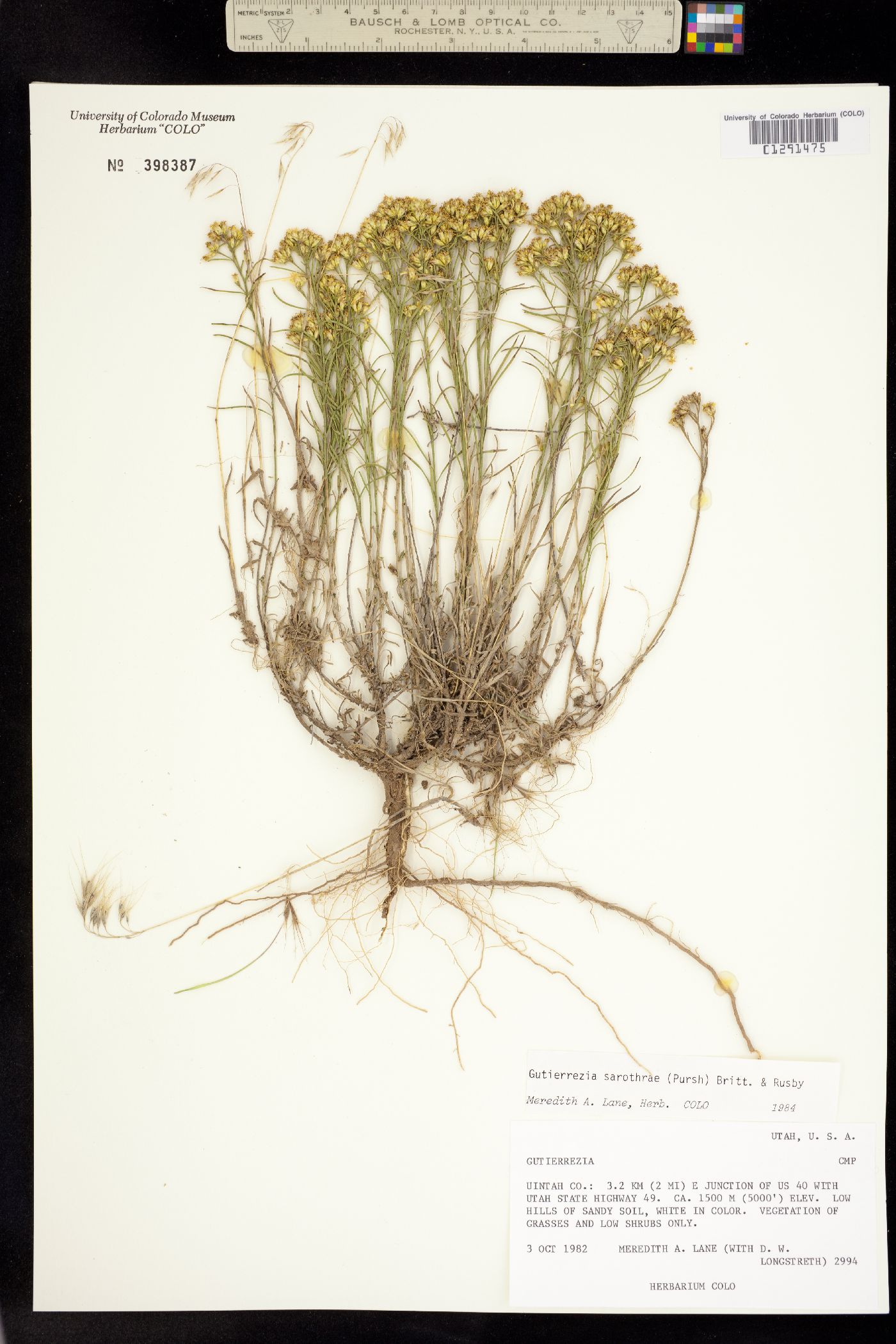 Gutierrezia sarothrae image