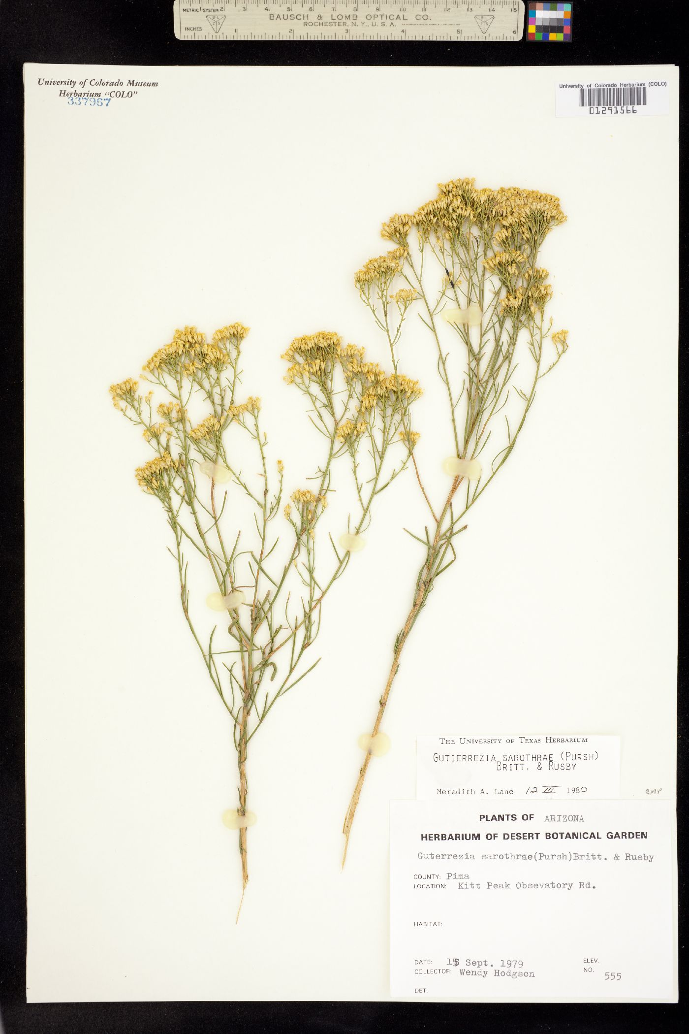 Gutierrezia sarothrae image