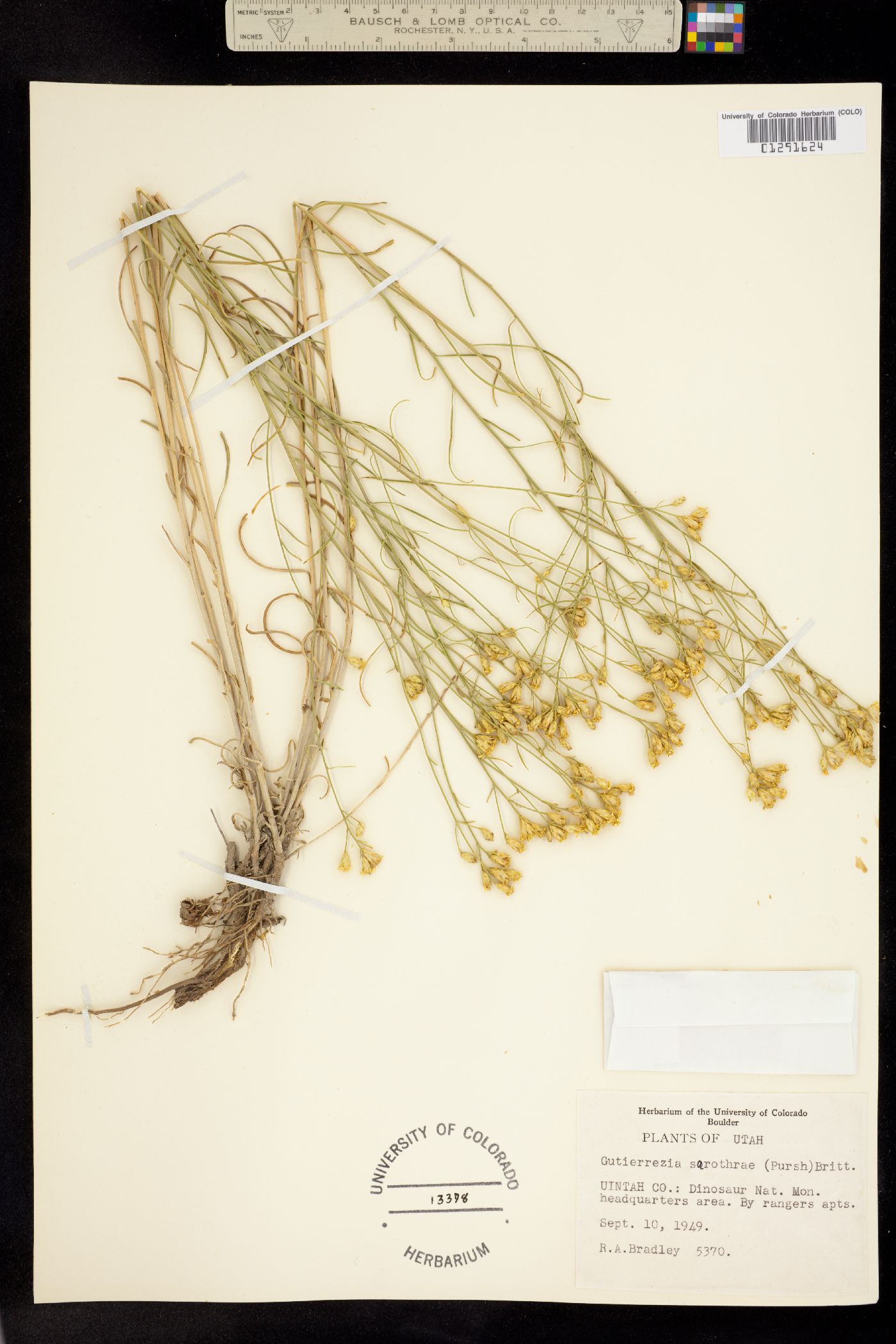 Gutierrezia sarothrae image