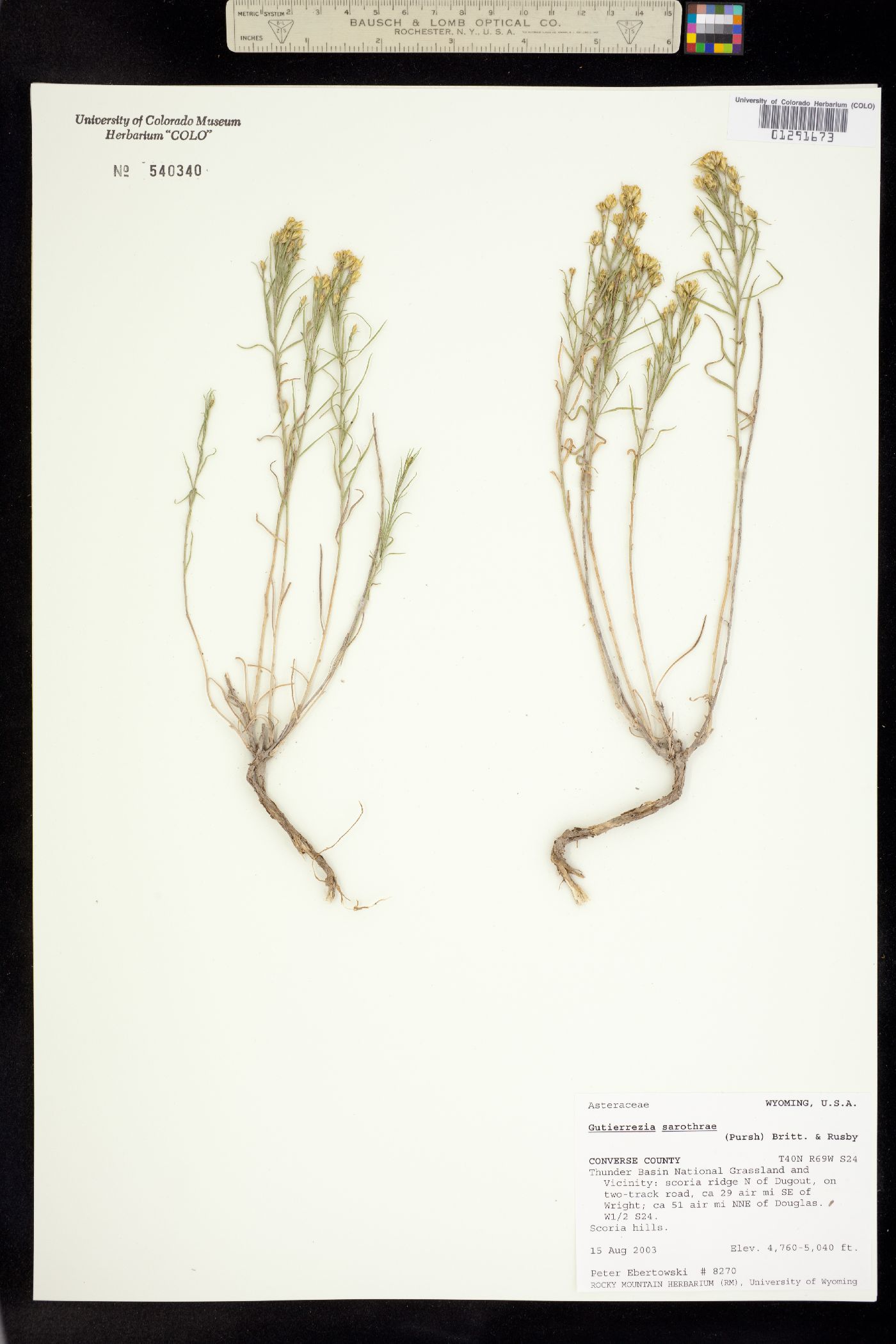 Gutierrezia sarothrae image