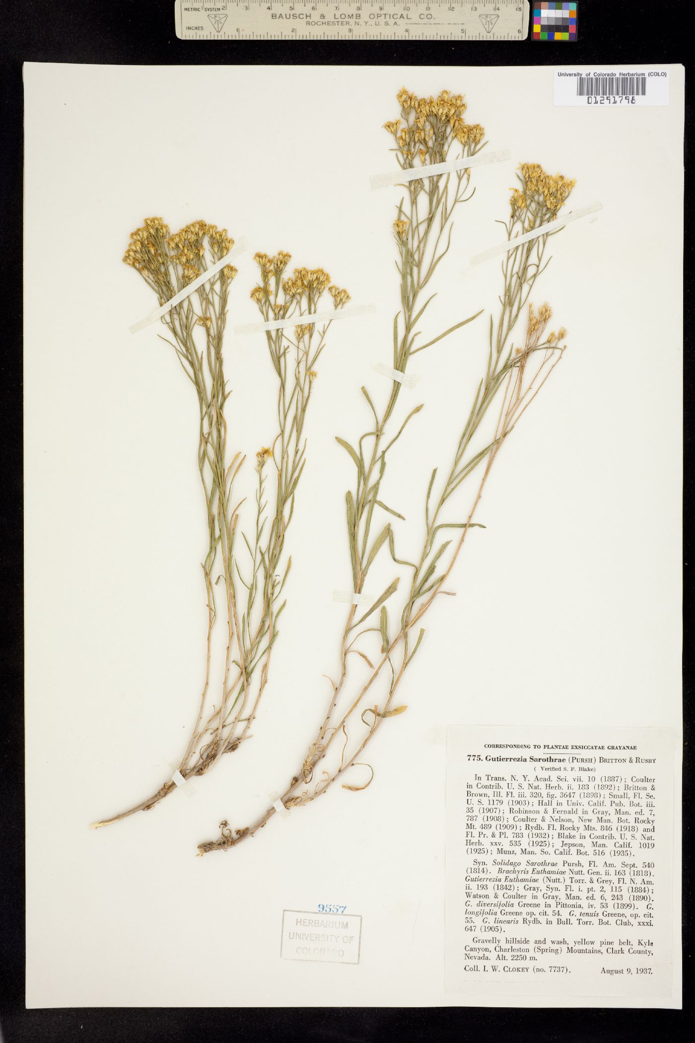 Gutierrezia sarothrae image
