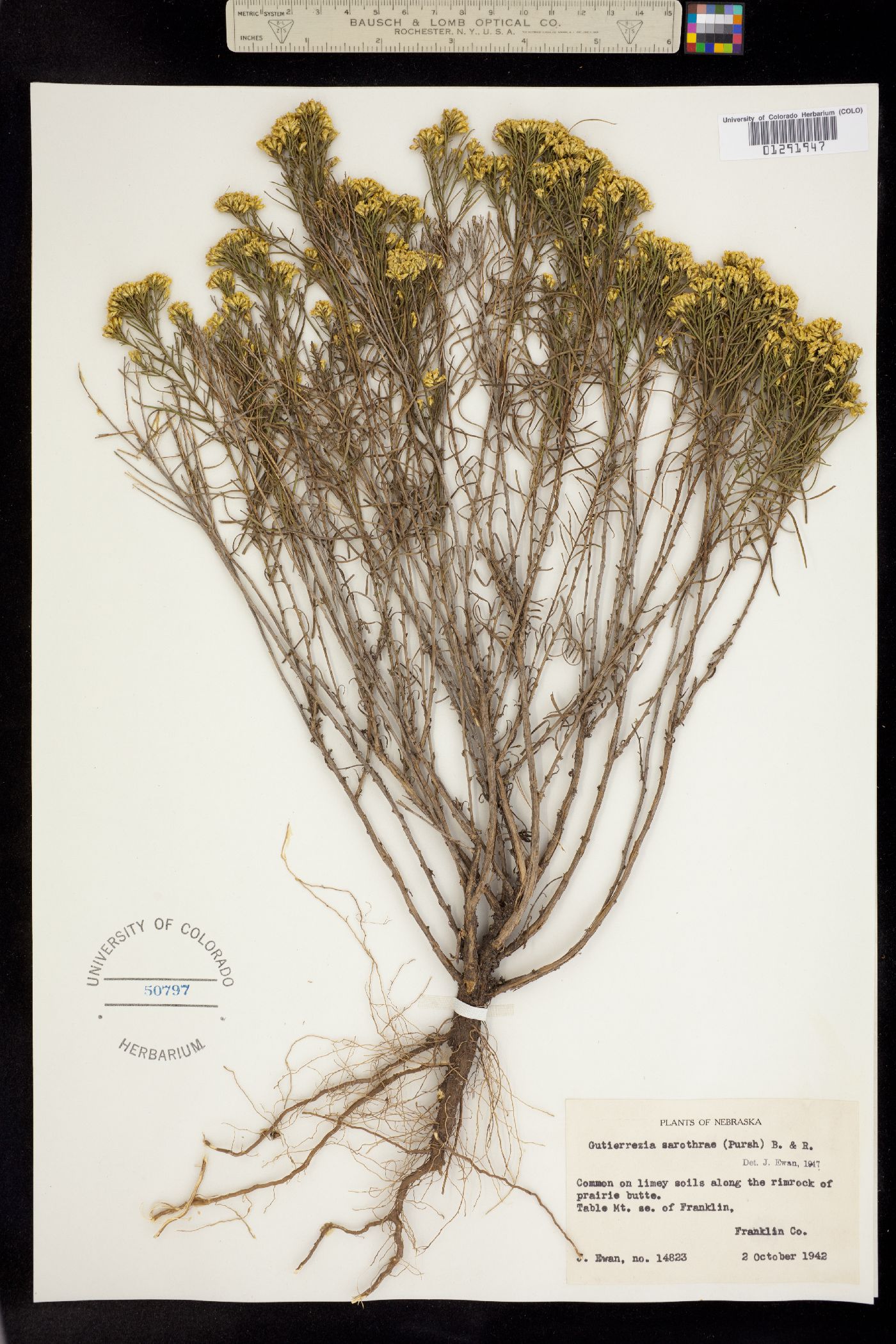 Gutierrezia sarothrae image
