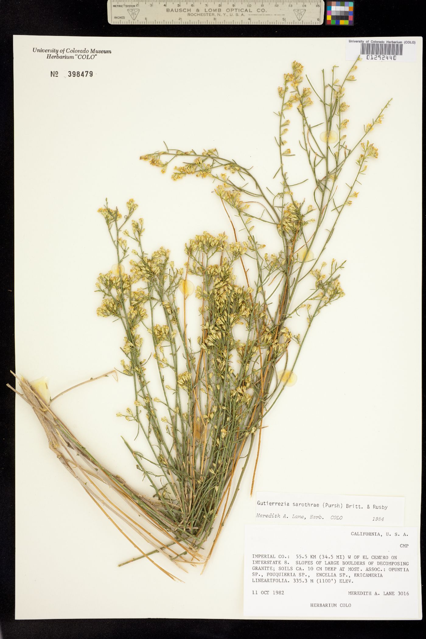 Gutierrezia sarothrae image