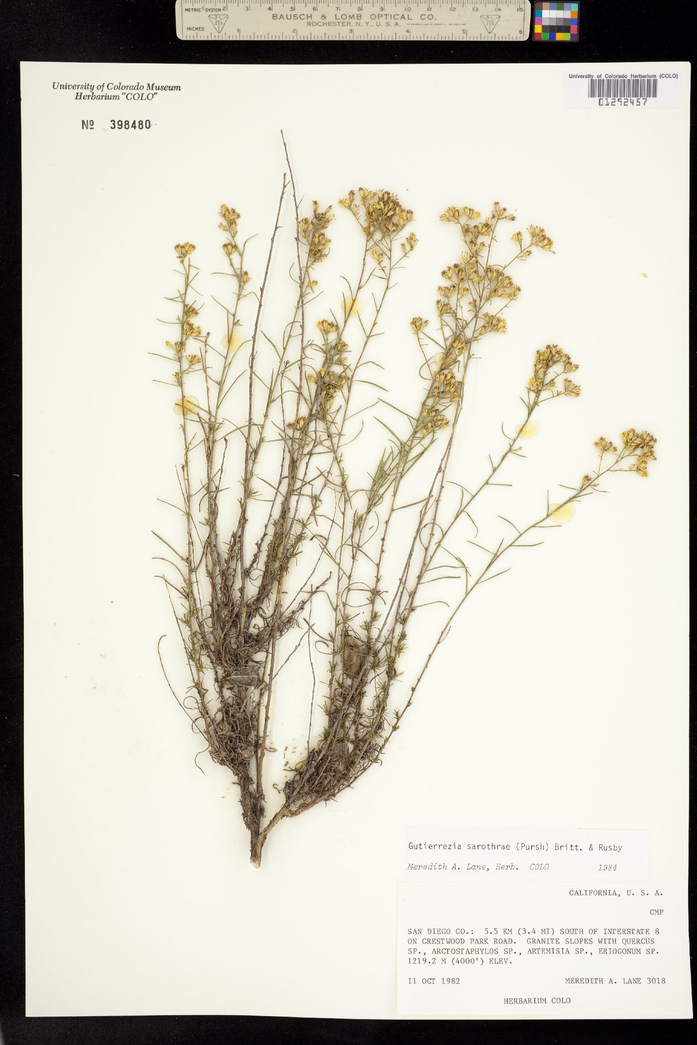 Gutierrezia sarothrae image