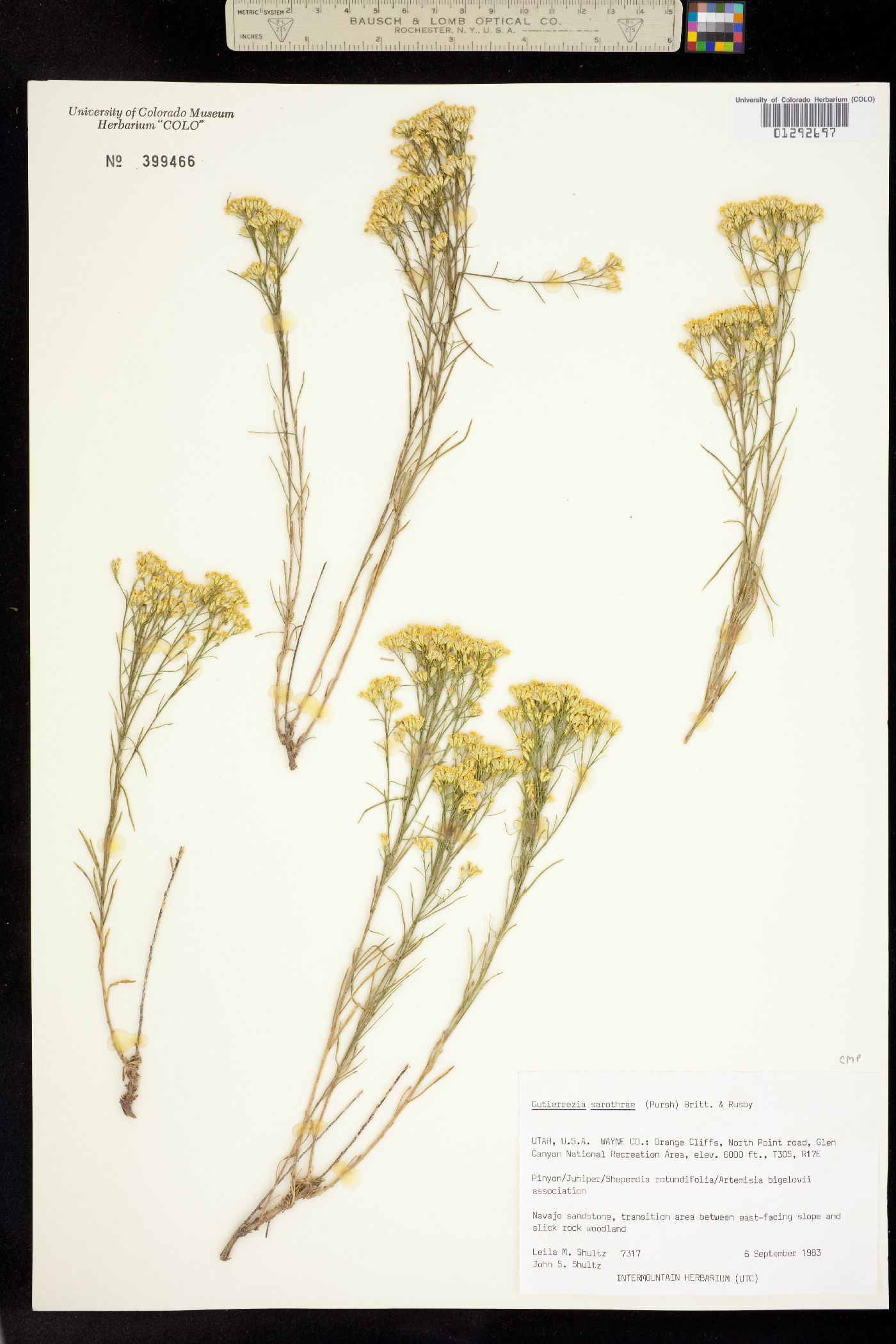 Gutierrezia sarothrae image