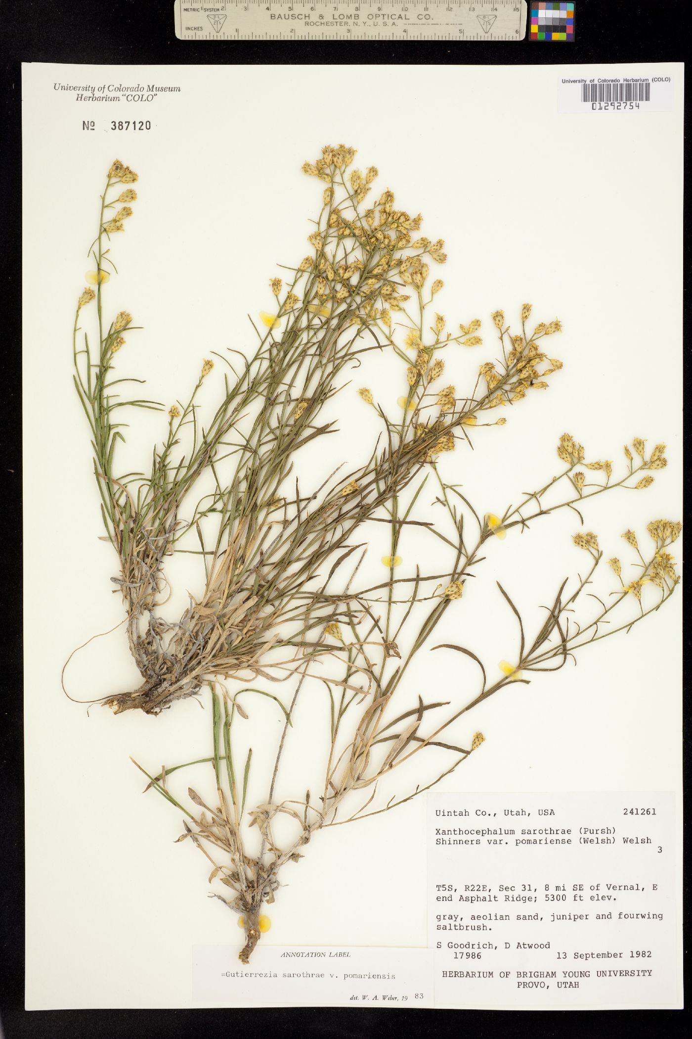 Gutierrezia sarothrae image