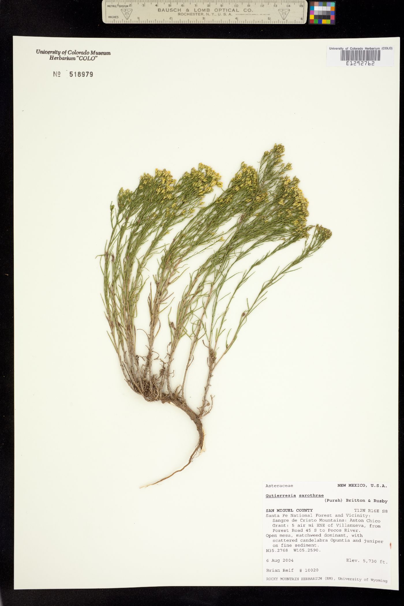 Gutierrezia sarothrae image