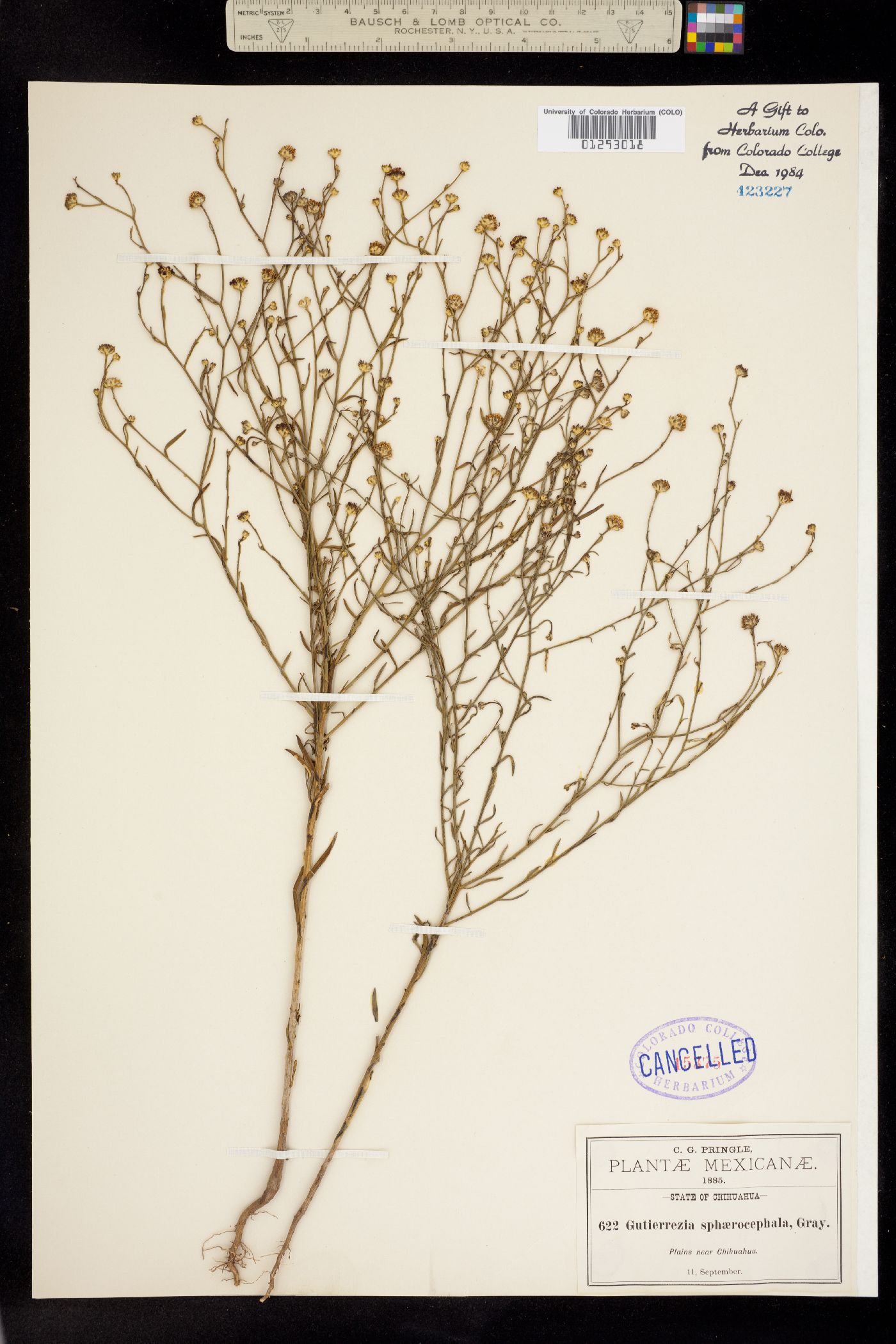 Gutierrezia sphaerocephala image