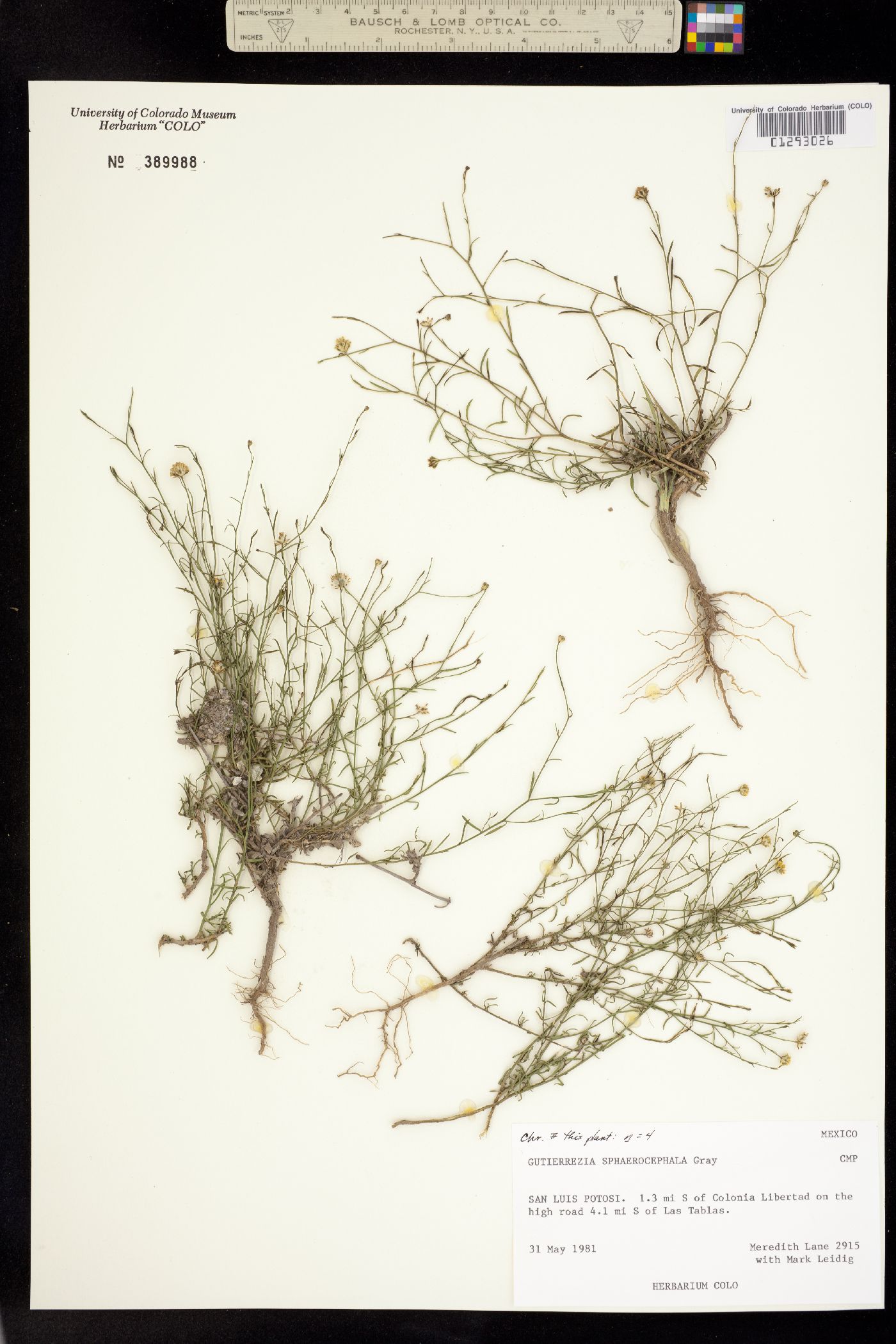 Gutierrezia sphaerocephala image