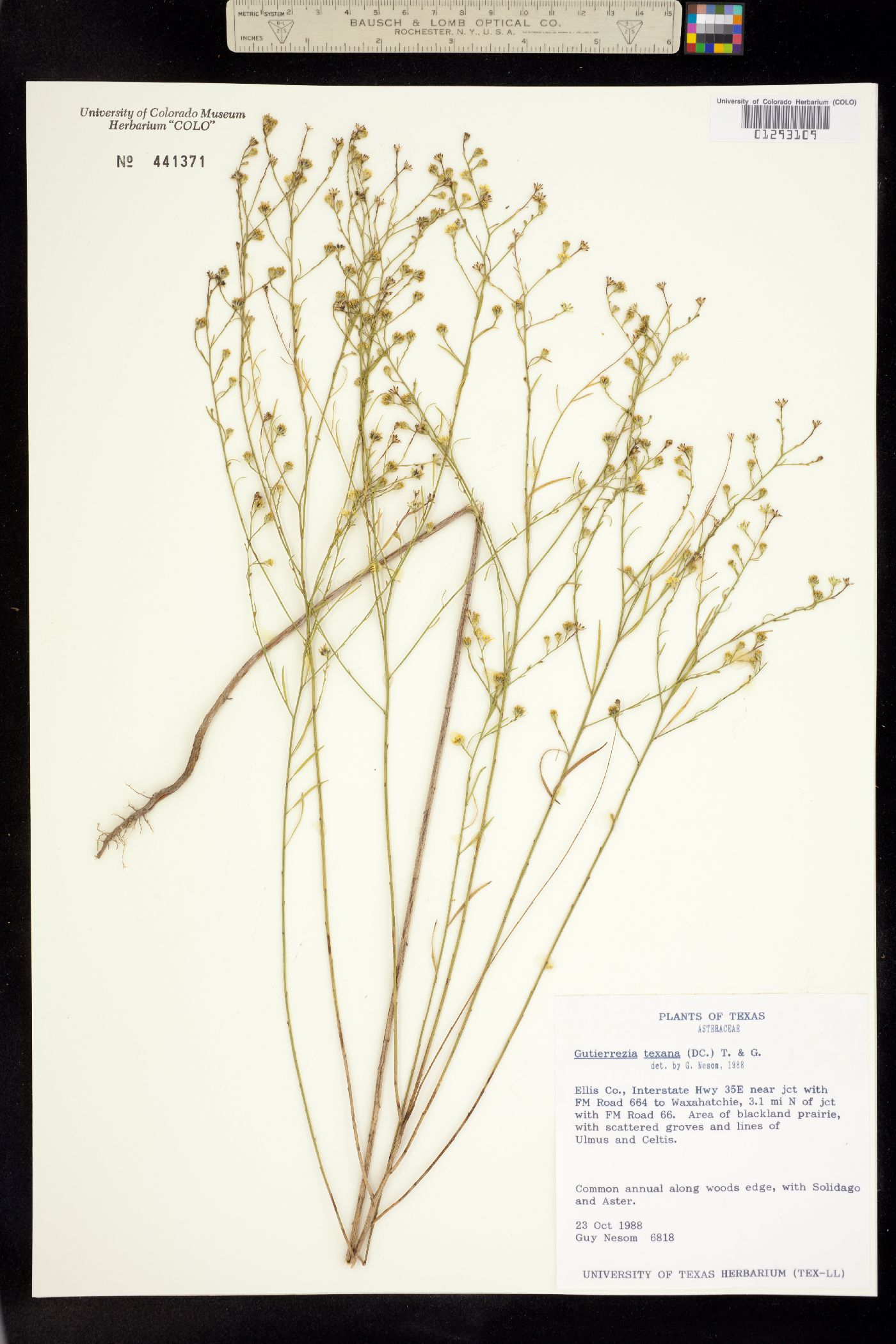 Gutierrezia texana image