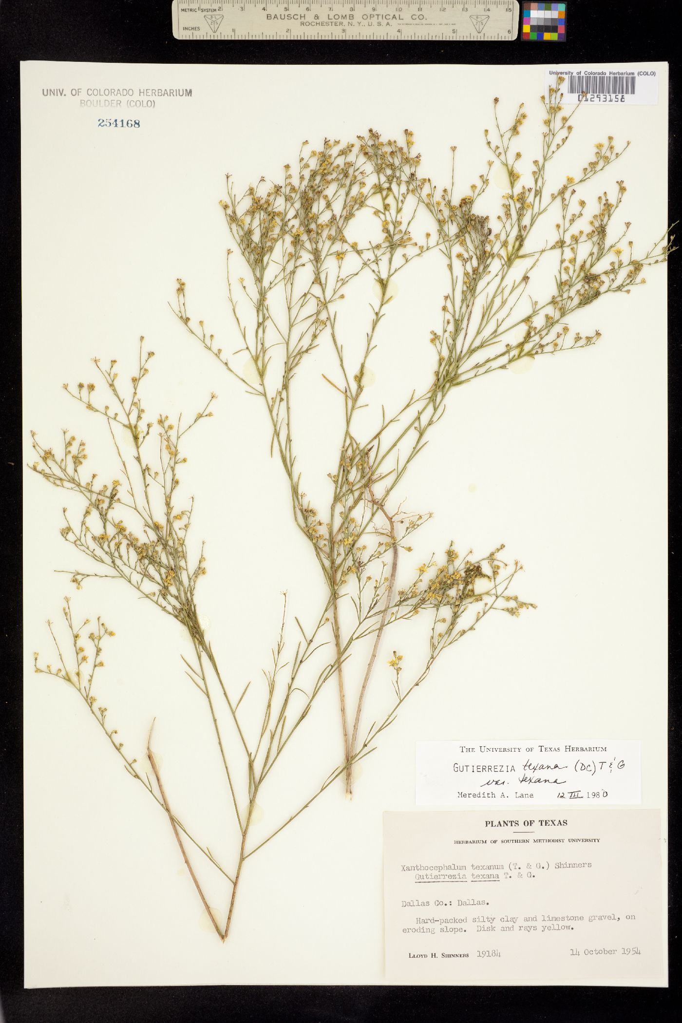 Gutierrezia texana image