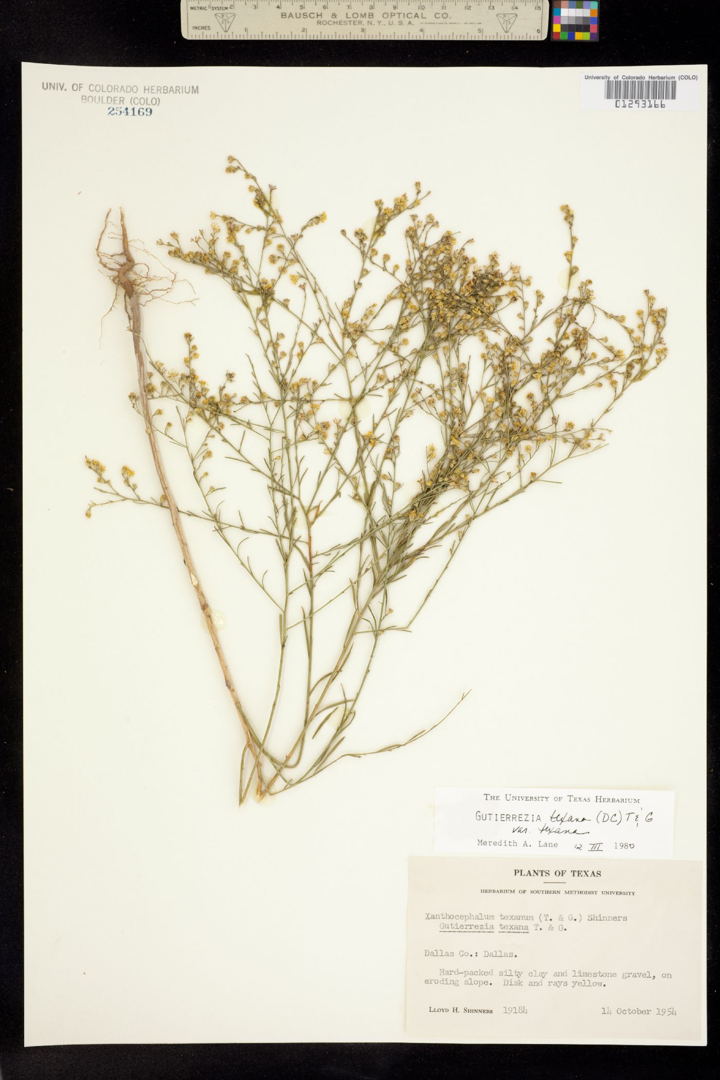 Gutierrezia texana image