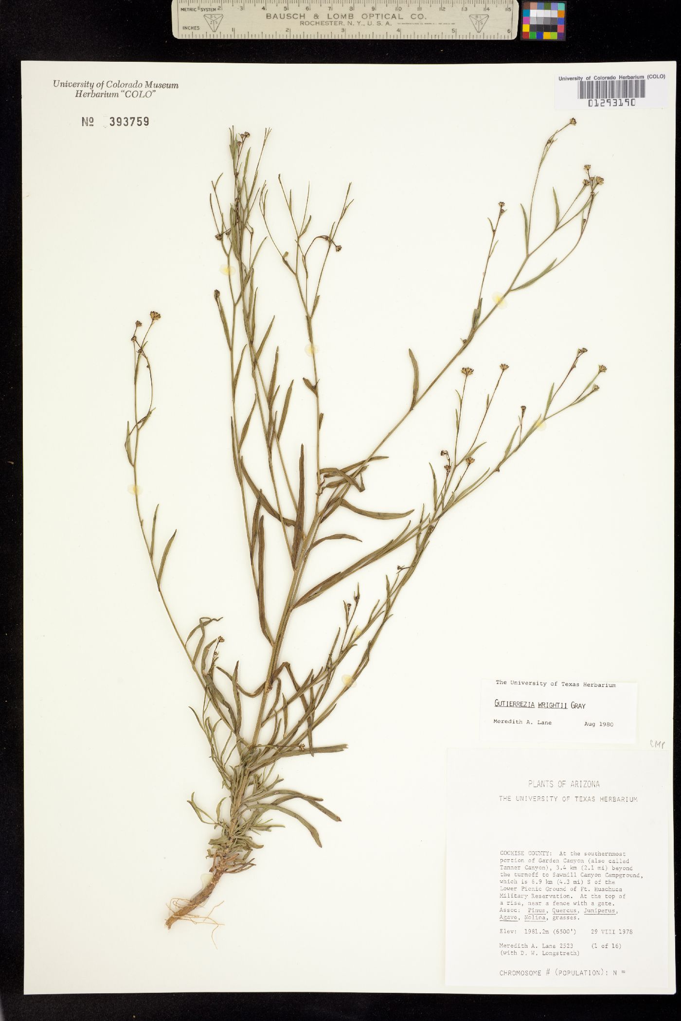 Gutierrezia wrightii image