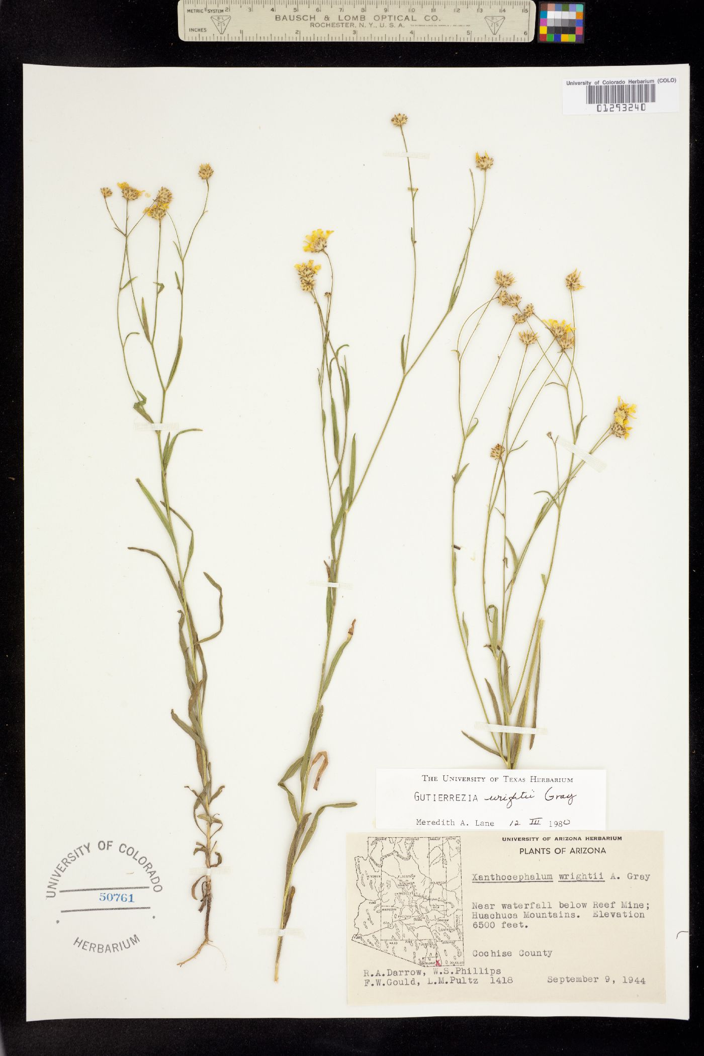 Gutierrezia wrightii image