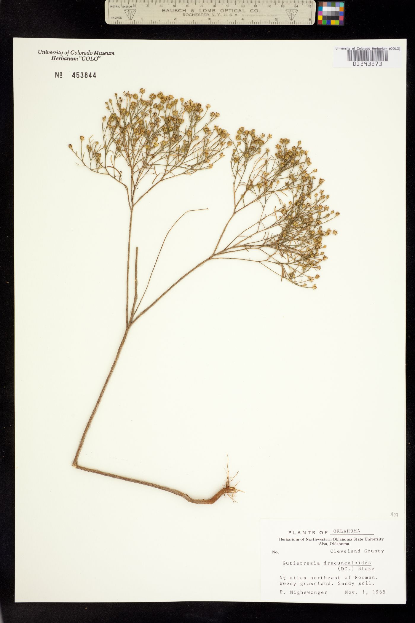 Gutierrezia dracunculoides image