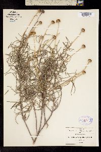 Gymnolomia tenuifolia image