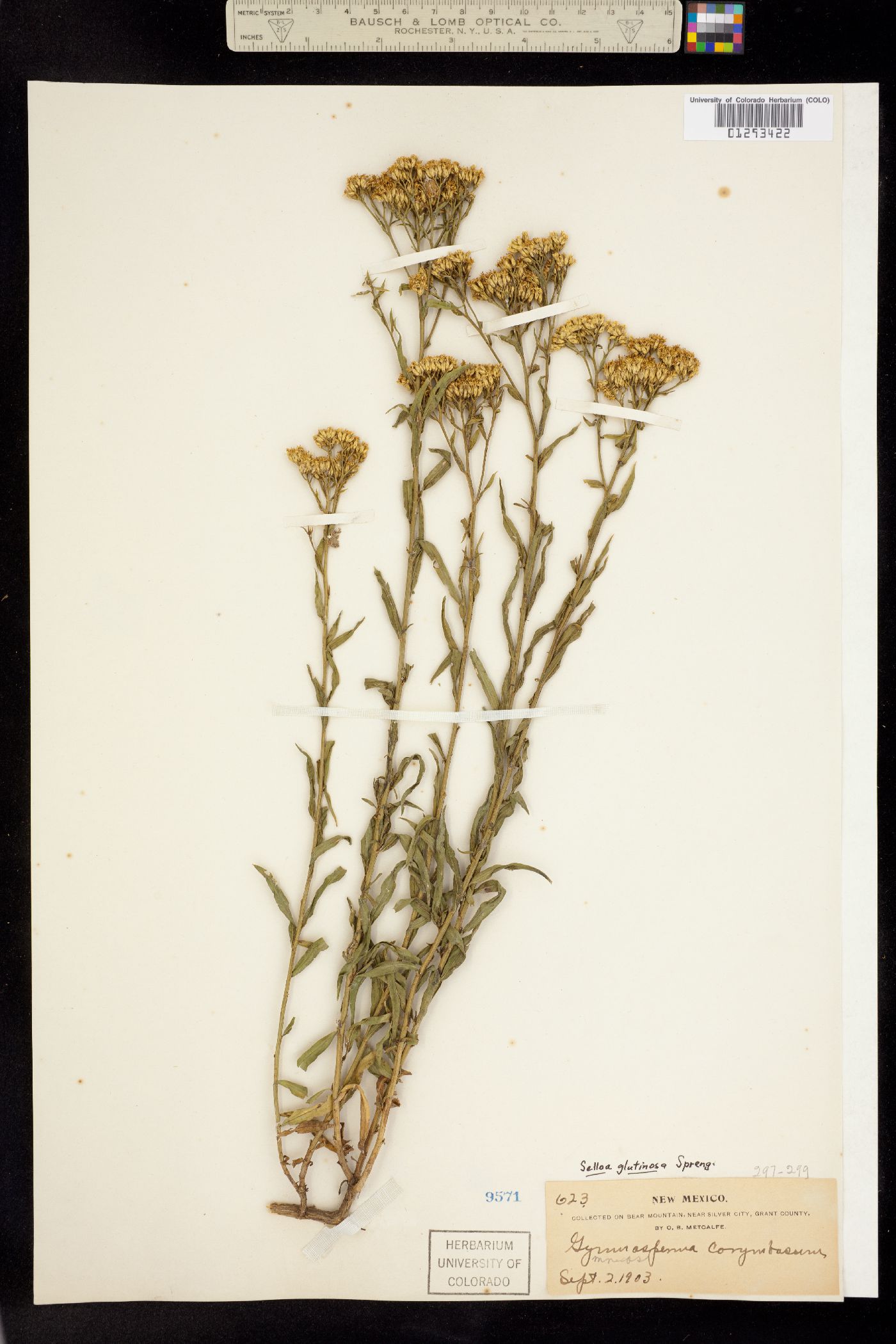 Gymnosperma glutinosum image