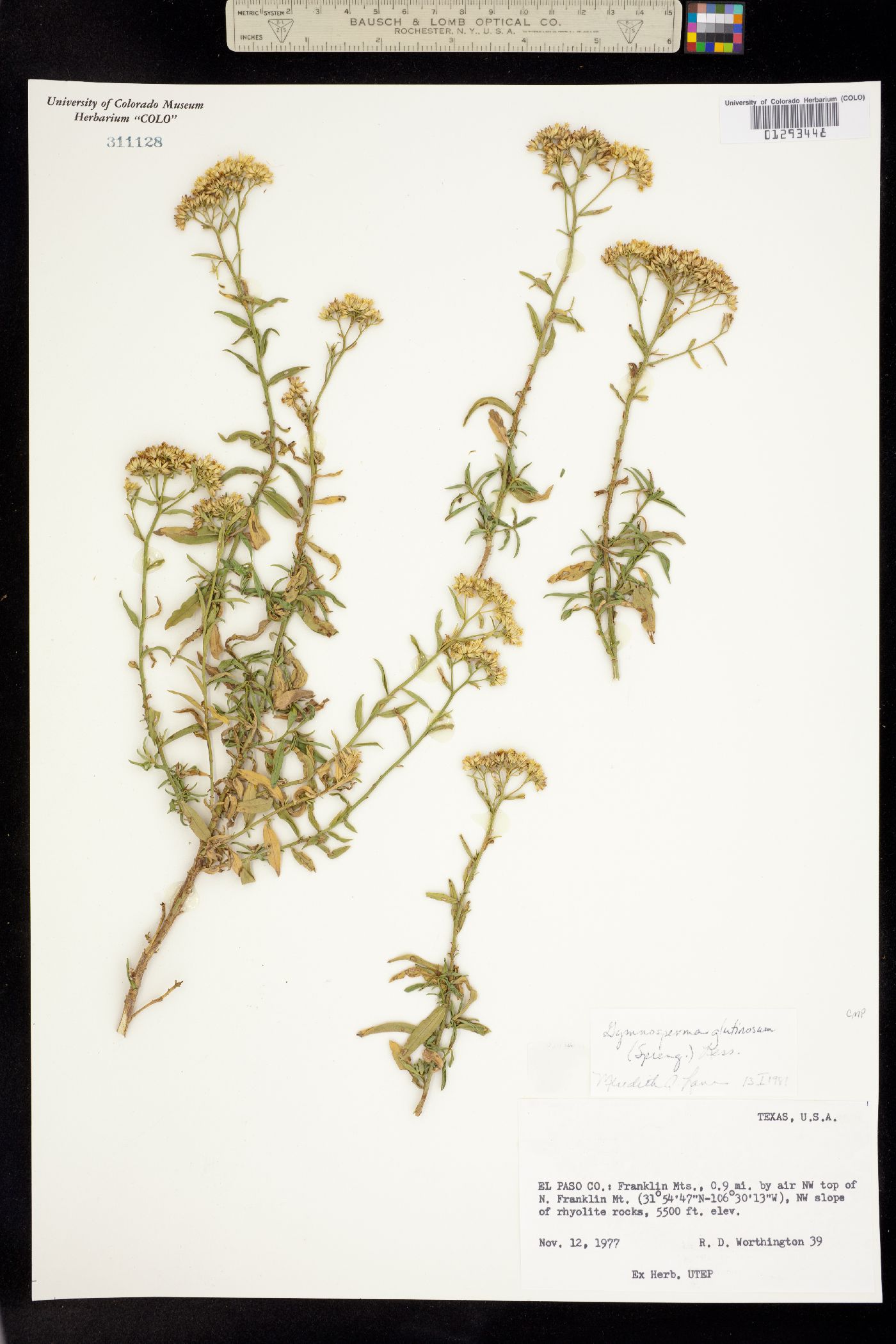 Gymnosperma glutinosum image