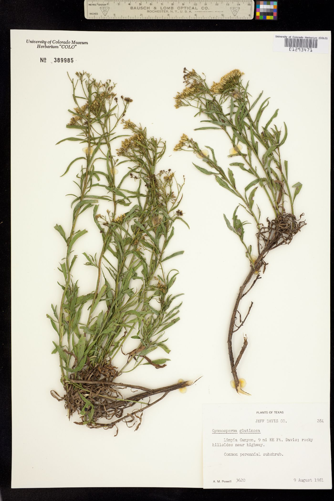 Gymnosperma glutinosum image