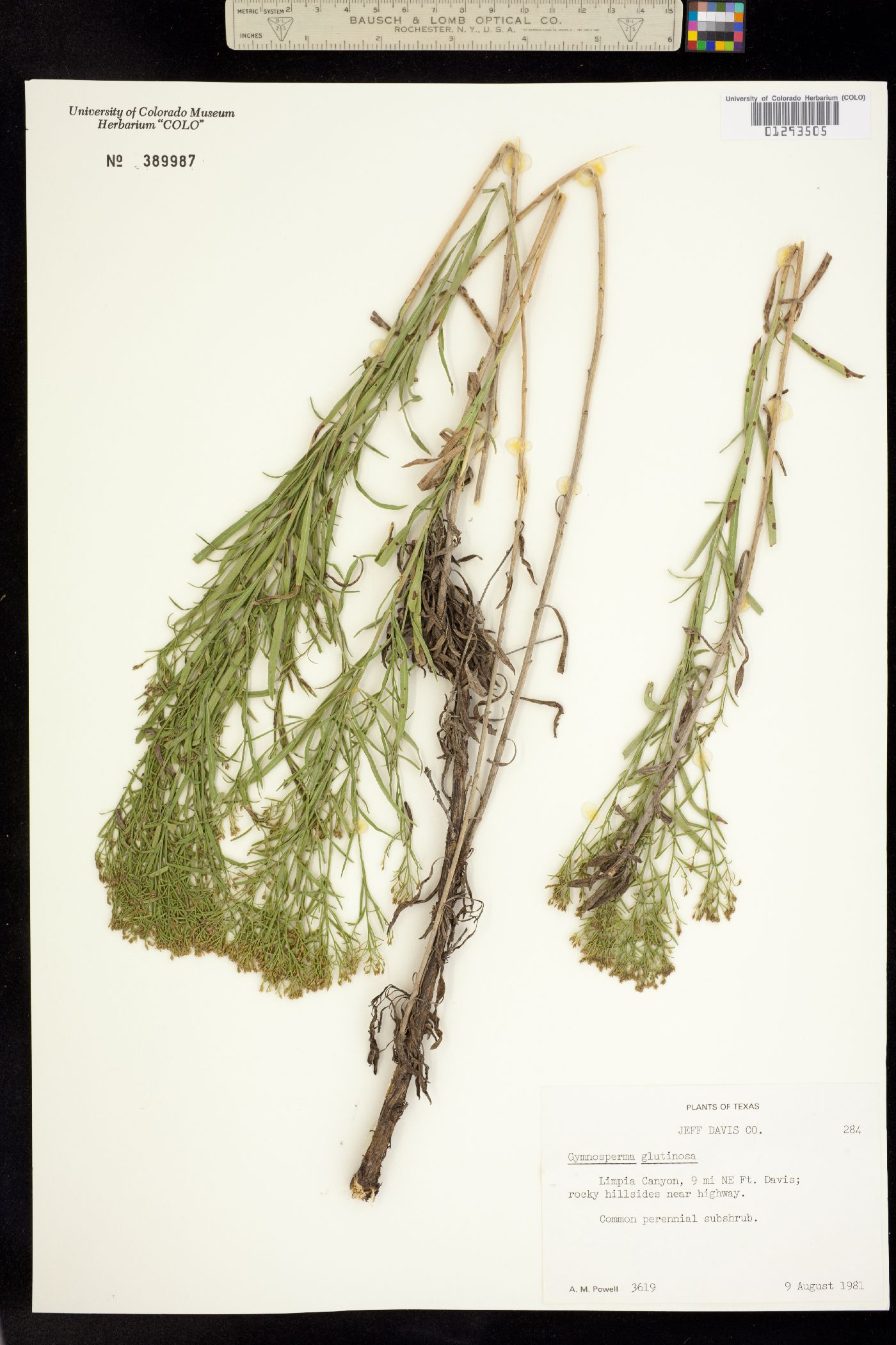 Gymnosperma glutinosum image