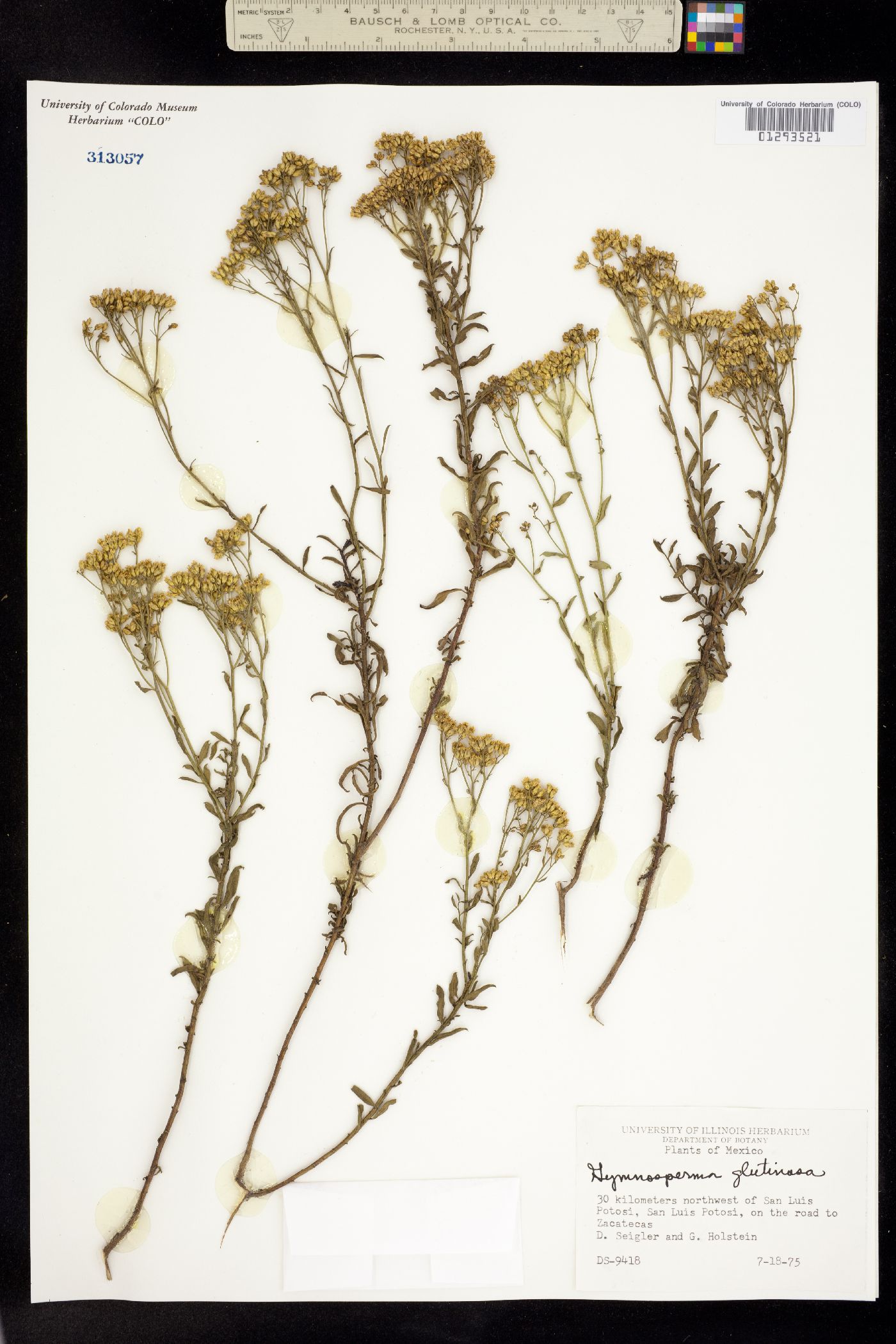 Gymnosperma glutinosum image
