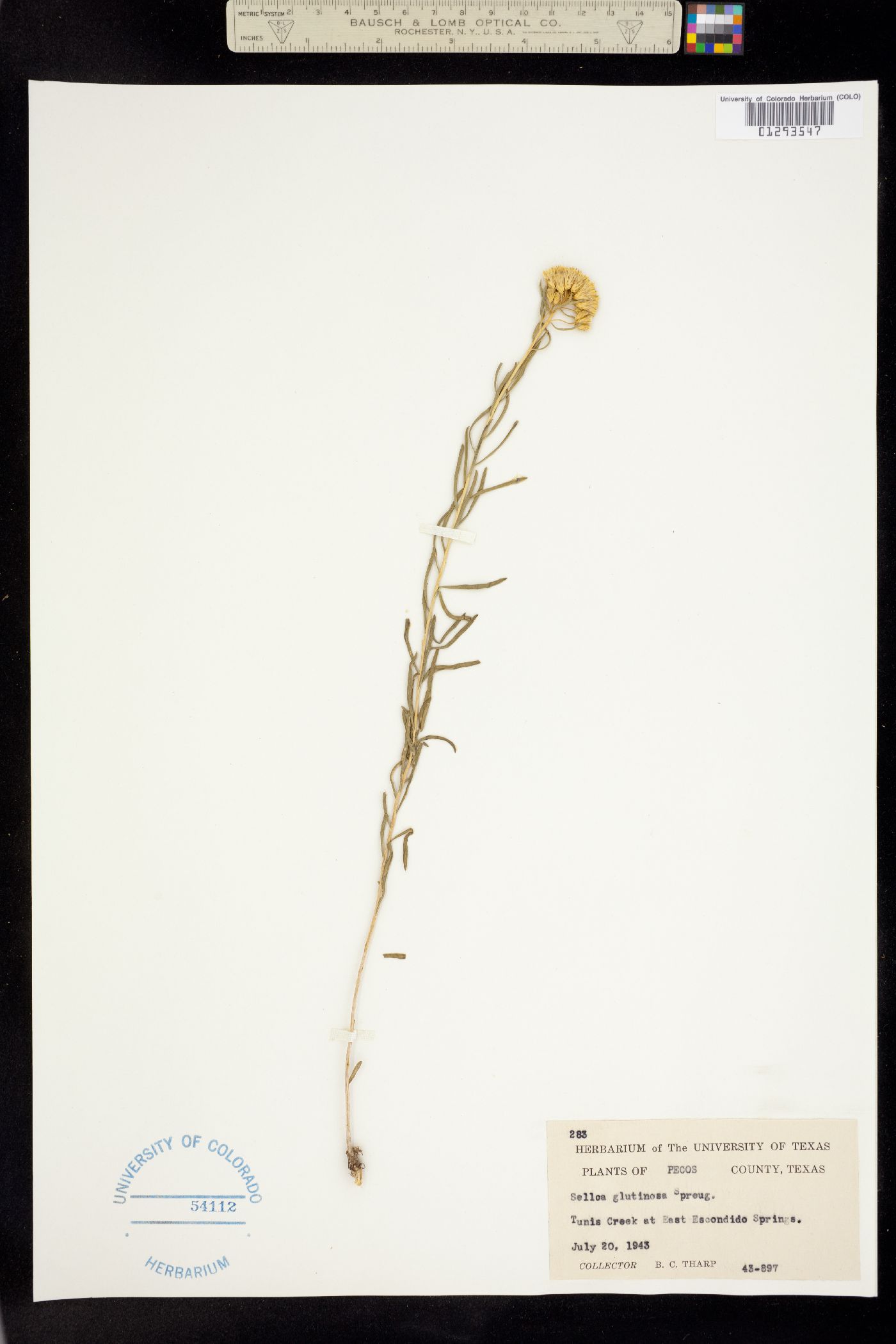 Gymnosperma glutinosum image